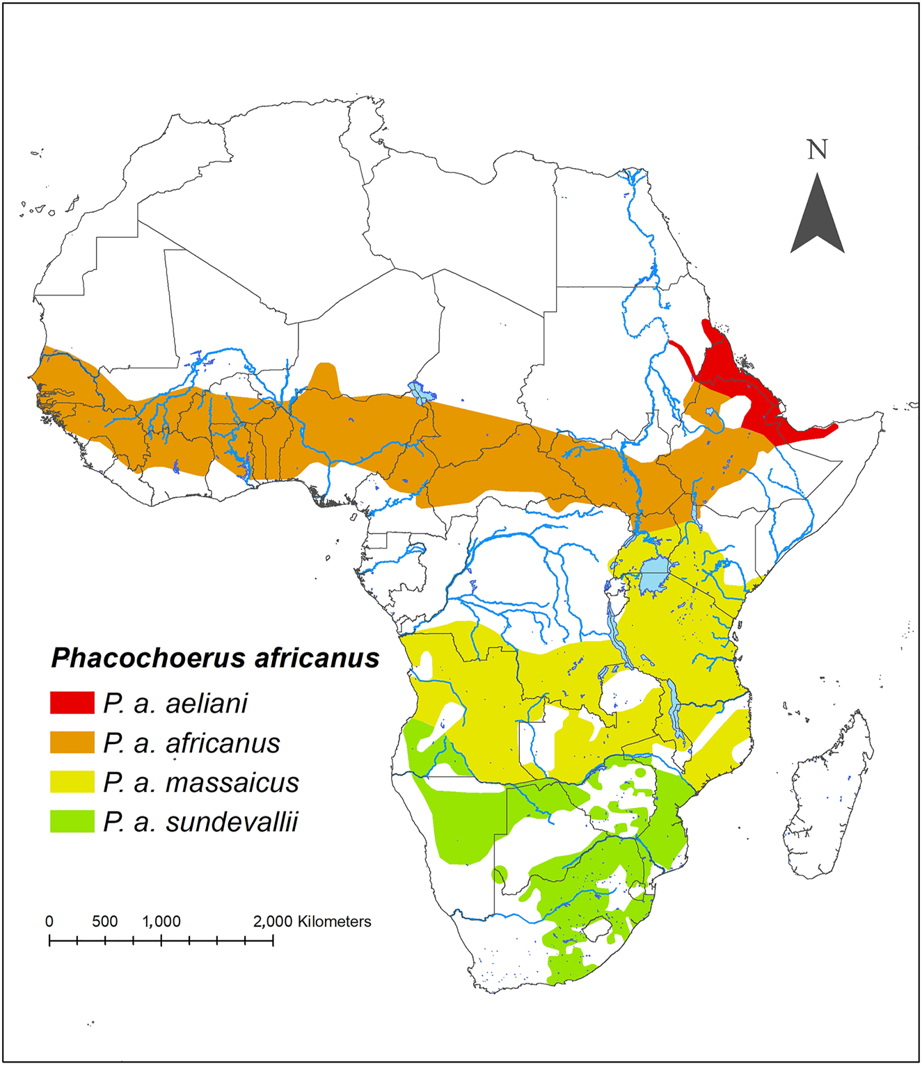 Figure 2:
Geographic distribution of the four putative subspecies of common warthog Phacochoerus africanus. The geographic limits are poorly understood and, therefore, are approximate. Based on Butynski and De Jong (2018), De Jong et al. (2016b), Muwanika et al. (2003), Vercammen and Mason (1993), and this study.