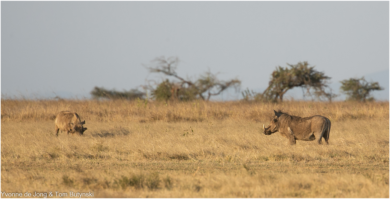Figure 4:
Adult male desert warthog Phacochoerus aethiopicus (left) and adult male common warthog Phacochoerus africanus on Suyian Ranch, Laikipia, central Kenya. To the best of our knowledge, this is the first photograph of these two species together. Photograph by ©Yvonne de Jong and Tom Butynski.