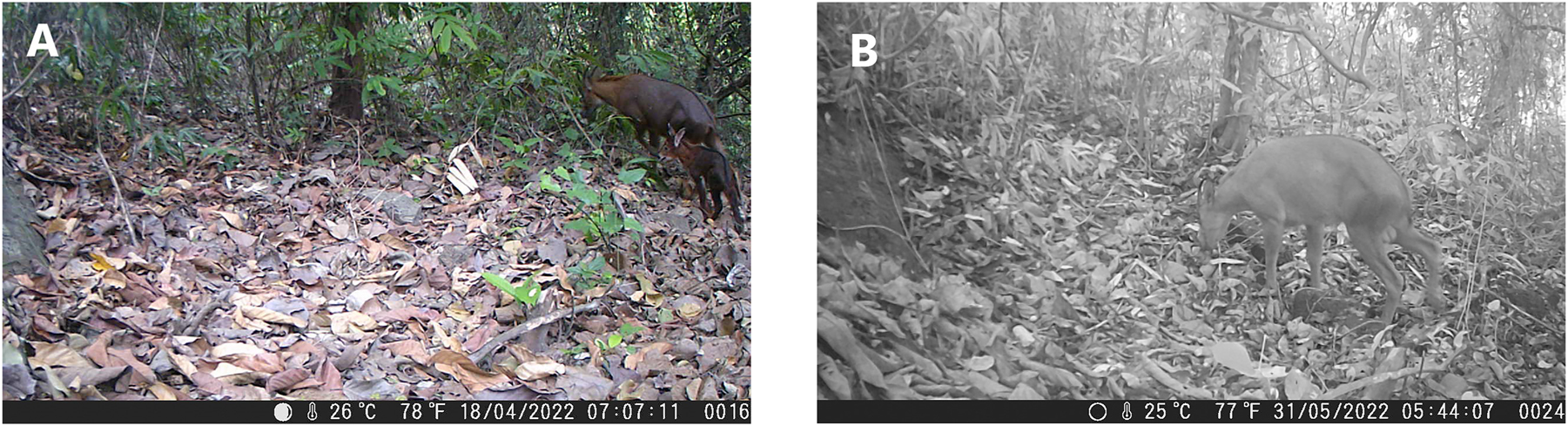 Figure 2:
Camera trapped photo of Red Serow from the study area. The top image depicts an adult and a juvenile, and the bottom image is of an adult male.