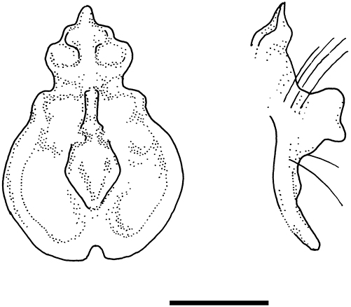 Figure 1: 
Frontal view (partial reconstruction) of the noseleaf of Rhinolophus sakejiensis (NMP 97587). Scale bar: 5 mm.
