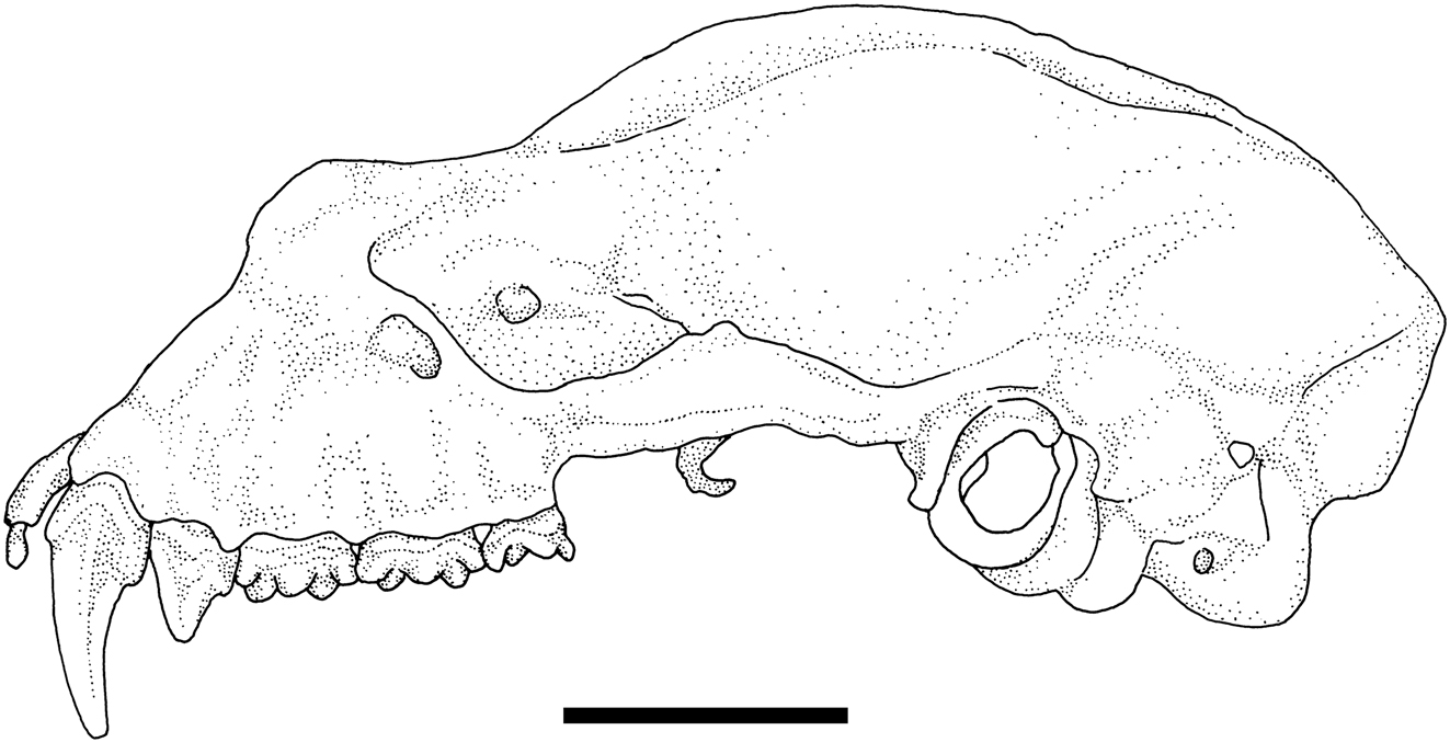 Figure 2: 
Skull in lateral view of Rhinolophus sakejiensis (NMP 97587). Scale bar: 5 mm.
