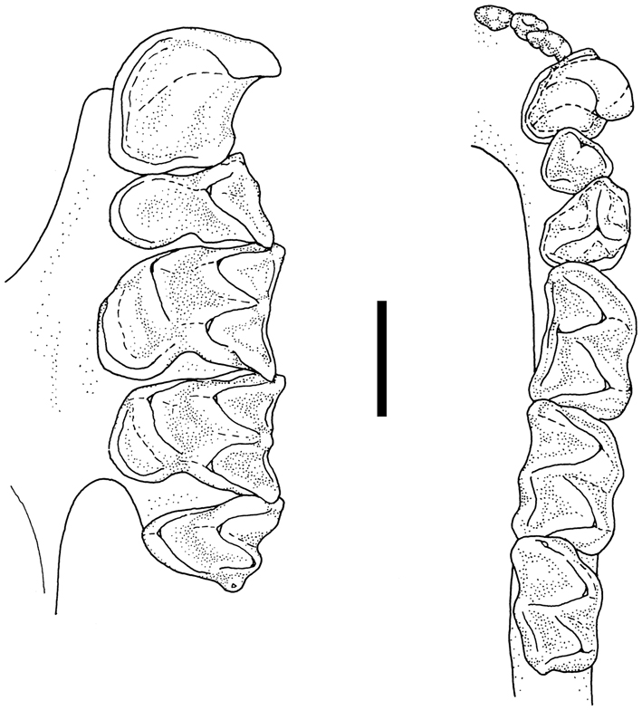 Figure 3: 
Occlusal views of the left upper tooth-row (C–M3) and the right lower toothrow (I1–M3) of Rhinolophus sakejiensis (NMP 97587). Scale bar: 2 mm.
