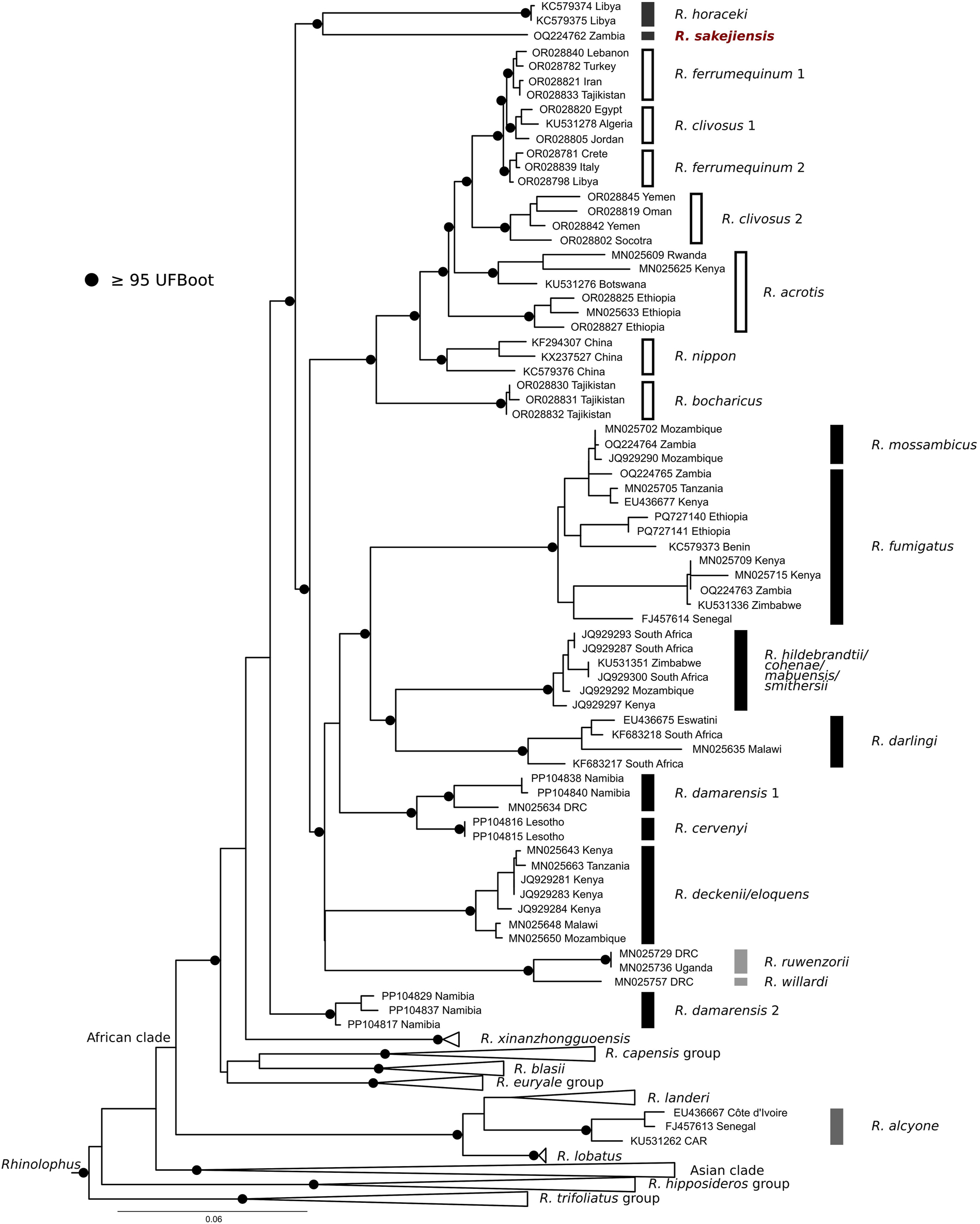 Figure 4: 
Maximum likelihood tree of reconstructed phylogenetic relationships of Rhinolophus sakejiensis (NMP 97587) with species of the ferrumequinum and fumigatus groups and other Rhinolophus groups/clades based on the cytochrome b dataset. Branch support values ≥95 % UFBoot are shown by black dots on the nodes. The numbering of lineages follows those used by Uvizl et al. (2024) (in R. ferrumequinum and R. clivosus) and Benda et al. (2024) (in R. damarensis).
