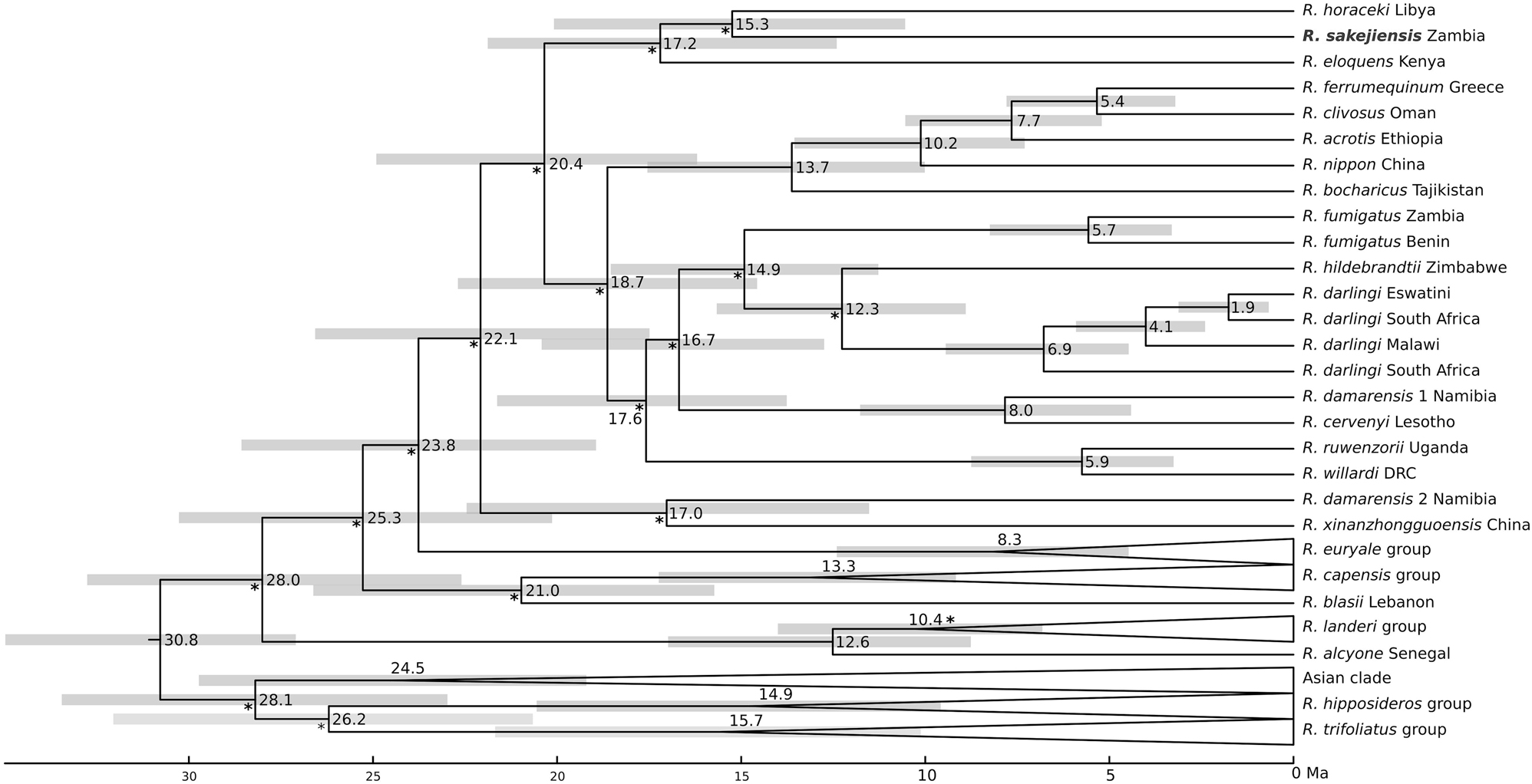 Figure 5: 
Chronogram of the family Rhinolophidae based on Bayesian inference of the mitochondrial dataset (following to the model by Álvarez-Carretero et al. 2021). Numbers at nodes indicate mean divergence time estimates (Ma) and pale grey horizontal boxes indicate the 95 % highest posterior density intervals of these estimates. The asterisk (*) indicates nodes with low branch support, while the rest of the nodes were supported (PP ≥ 0.95).
