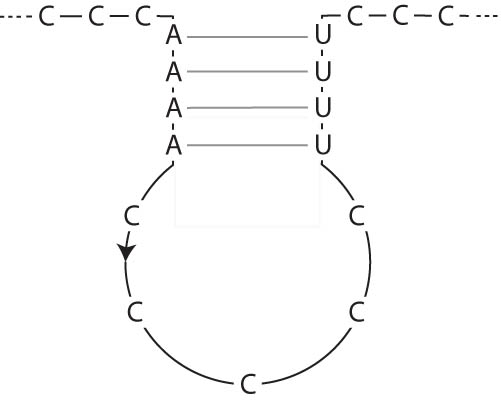 Figure 4 
               Folding of the sequence after the A-U pairing.
            