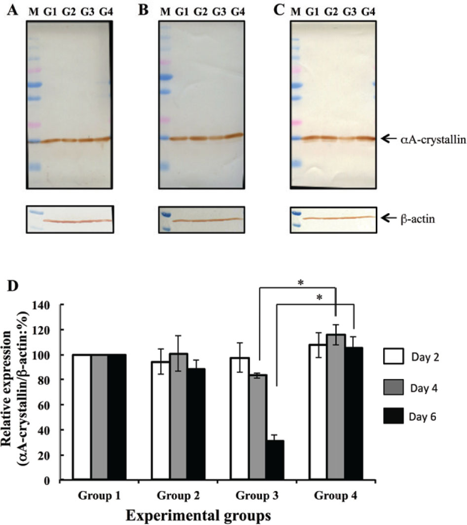 Figure 2 Western blot analyses to determine αA-crystallin levels. aA-crystallin levels were analyzed 2 days (A), 4 days (B), and 6 days (C) following selenite or placebo administration. b-actin was used as an internal control. Lane G1 was loaded water-soluble fraction of G1 lens (no selenite and no hesperetin treatment). Lane G2 was loaded water-soluble fraction of G2 lens (no selenite and hesperetin treatment). Lane G3 was loaded water-soluble fraction of G3 lens (selenite treatment and no hesperetin treatment). Lane G4 was loaded water-soluble fraction of G4 lens (selenite and hesperetin treatment). Lane M shows molecular weight markers. (D) Bar diagraph of aA-crystallin levels, as determined with densitometry-measured band intensity, at each time point examined. All values are relative to that measured in group G1. Data represent mean values and error bars represent one S.E. * indicates P < 0.05 for significant differences.