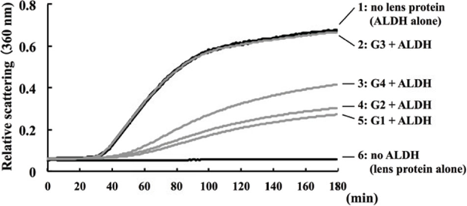 Figure 3 Chaperone activity of lens protein. The chaperone activity of water-soluble lens fractions was measured by a light scattering of ALDH at 360 nm, following the rat lens (day 6) administration of selenite or placebo. Curve 1 represents the light scattering of ALDH in the absence of lens protein. Curve 2 represents the light scattering of mixture of G3 lens protein (selenite treatment and no hesperetin treatment) and ALDH. Curve 3 shows the light scattering of mixture of G4 lens protein (selenite and hesperetin treatment) and ALDH. Curve 4 shows the light scattering of mixture of G2 lens protein (no selenite and hesperetin treatment) and ALDH. Curve 5 was shown the light scattering of mixture of G1 lens protein (no selenite and no hesperetin treatment) and ALDH. Curve 6 was shown the light scattering of lens protein without ALDH. Increasing of light scatting indicates the ALDH aggregation, and inhibition of light scattering depends on chaperone activity.