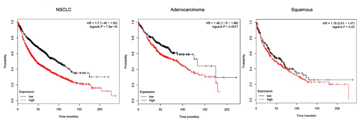 Figure 4 Correlation of CENPE and prognosis of patients with NSCLC