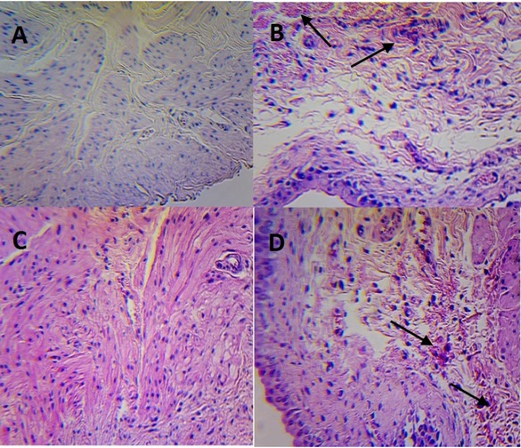 Figure 5 Urinary bladders in rats treated with a single IF dose (part B) and with five consecutive IF doses (part D) with appropriate control groups (part A and C, respectively). H&E staining, magnification 100x.