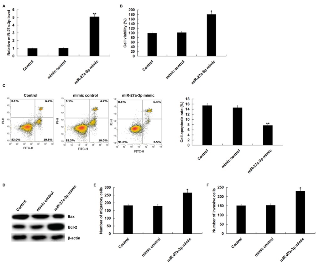 Figure 1 Effect of miR-27a-3p mimic on proliferation, apoptosis, migration, and invasion of SK-OV-3 cells.(A) The expression level of miR-27a-3p was detected by using qRT-PCR after SK-OV-3 cells were transfected with miR-27a-3p mimic or mimic control using Lipofectamine 2000 for 48 h. (B) MTT assay was performed to detect cell viability. (C) Cell apoptosis was measured by flow cytometry. (D) The protein expression of Bcl-2 and Bax was detected bu using western blot assay. Cell migration (E) and invasion (F) were determined using the Transwell assay. Control: SK-OV-3 cells without any treatment; mimic control: SK-OV-3 cells transfected with mimic control; miR-27a-3p mimic: SK-OV-3 cells transfected with miR-27a-3p mimic. The data were shown as the mean ± SD. *, **p<0.05, 0.01 vs. Control.