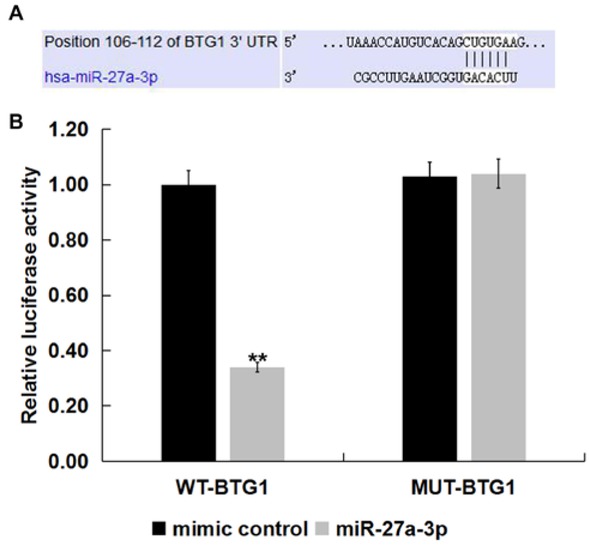 Figure 2 BTG1 was target gene of miR-27a-3p.TargetScan was used to predict the putative target gene of miR-27a-3p. Predicted binding sites of miR-27a-3p and 3’-UTR of BTG1. (B) Dual-luciferase reporter assays were performed when SK-OV-3 cells were co-transfected with mimic control or miR-27a-3p mimic and a pGL3 construct containing the WT or MUT 3’-UTR of BTG1 for 48 h. The data were shown as the mean ± SD. **p<0.01 vs. mimic control.