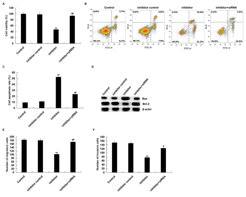 Figure 4 miR-27a-3p inhibitor suppressed cell proliferation, migration and invasion and induced apoptosis.(A) MTT assay was used to detect cell viability when SK-OV-3 cells were transfected with inhibitor control, miR-27a-3p inhibitor or miR-27a-3p inhibitor+BTG1-siRNA for 48 h. (B and C) Cell apoptosis was measured by flow cytometry. (D) Western blot assay that the protein expression level of Bcl-2 and Bax. The migration (E) and invasion ability (F) was detected by using transwell assay. Control: SK-OV-3 cells without any treatment; inhibitor control: SK-OV-3 cells transfected with inhibitor control; inhibitor: SK-OV-3 cells transfected with miR-27a-3p inhibitor; inhibitor+siRNA: SK-OV-3 cells transfected with miR-27a-3p inhibitor+BTG1-siRNA.The data were shown as the mean ± SD. **p<0.01 vs. Control. #, ##p<0.05, 0.01 vs. inhibitor.