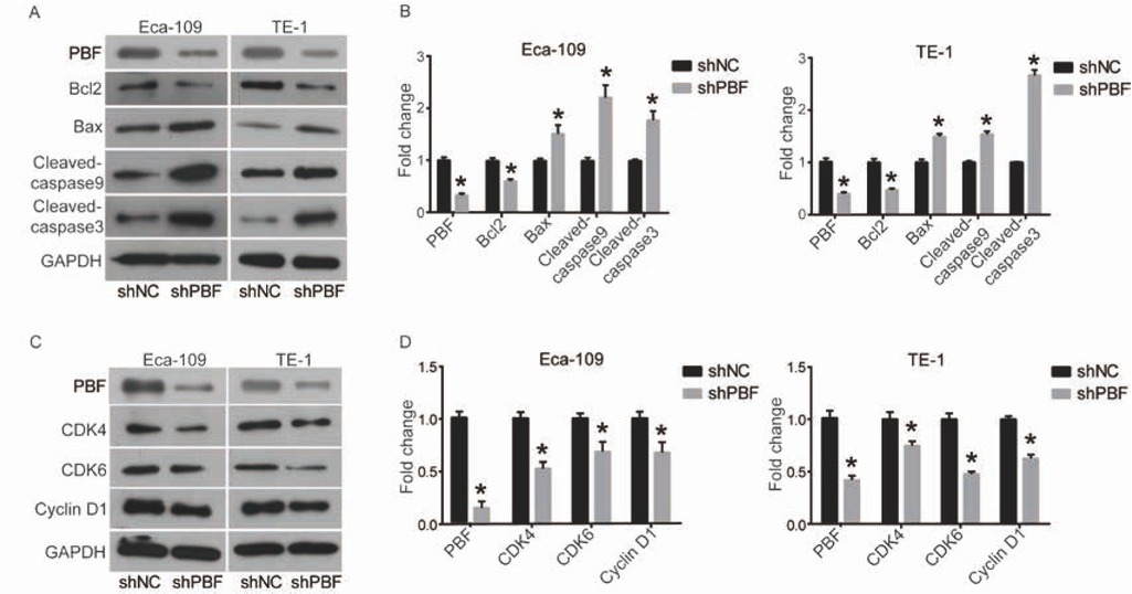 Figure 4 Down-regulation of PBF inactivates mitochondrial apoptosis pathway and repressed cell cycle regulators.
(A) and (B) The members of Mitochondrial apoptosis pathways, including Bcl2, Bax, Cleaved-caspase9 and Cleaved-caspase3, were detected by western blot and quantified in density by ImageJ software; (C) and (D) Cell cycle regulators, including Cyclin D1, CDK4 and CDK6, were detected by western blot and quantified in density by ImageJ software. All experiments were repeated 3 times. *P represented significant difference.
