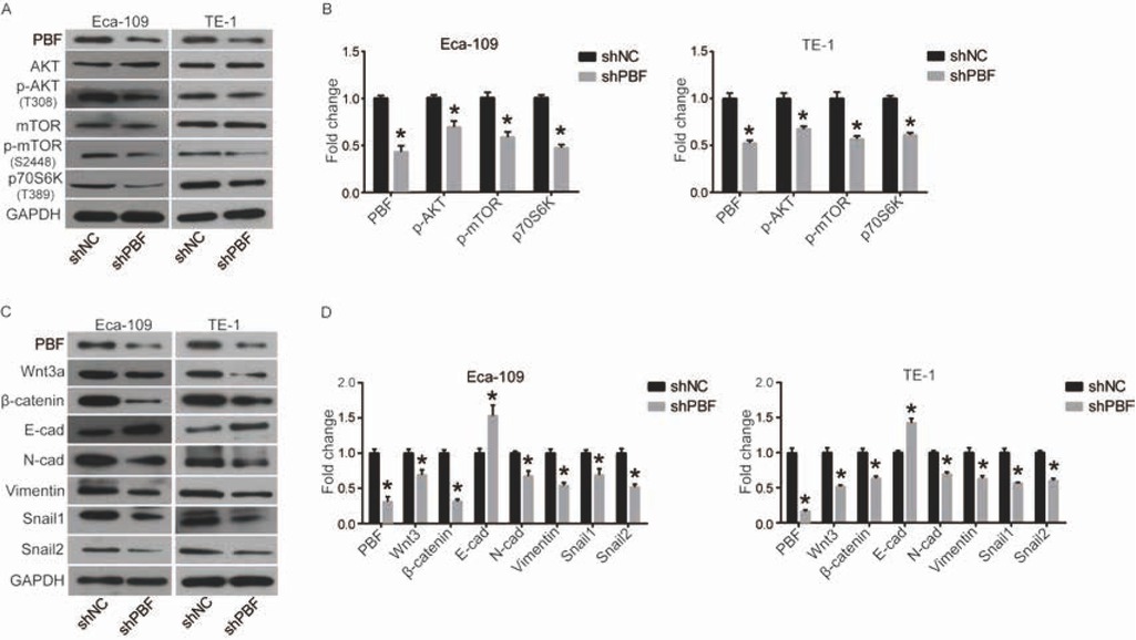 Figure 5 Down-regulation of PBF inhibits the AKT/mTOR and Wnt/β-catenin signaling pathways. (A) and (B) AKT/mTOR pathway including AKT, p-AKT, mTOR, p-mTOR and p-p70S6K was detected by western blot and quantified in density by ImageJ software; (C) and (D) Wnt/β-catenin pathway including Wnt3a, β-catenin, E-cad, N-cad, Vimentin, Snail1 and Snail2 was detected by western blot and quantified in density by ImageJ software. All experiments were repeated 3 times. *P represented significant difference.