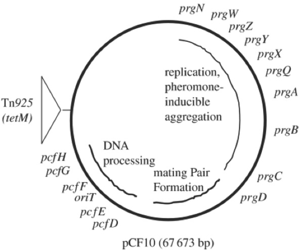 Figure 2 pCF10 plasmid map [34]