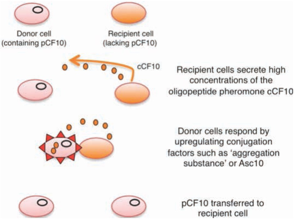 Figure 3 E. faecalis conjugation [35]