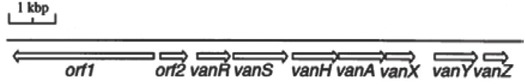 Figure 4 Genetic map of Tn1546 transposon [41]