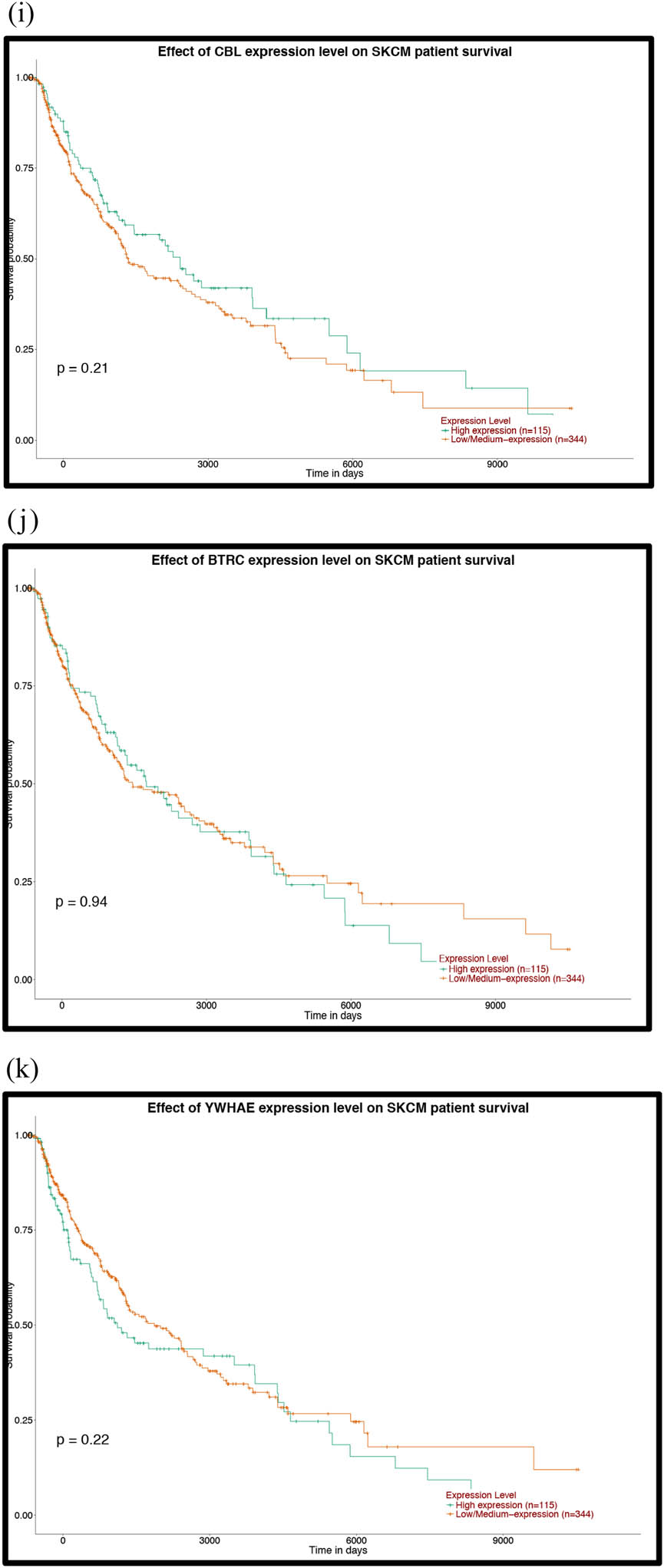 Figure 6 Prognostic analysis of the mutant genes and the hub genes of the downregulated miRNAs with the UALCAN database: (a) TP53, (b) FAT4, (c) PTPRT, (d) GRIN2A, (e) EP300, (f) MAPK8, (g) PTEN, (h) HSPA8, (i) HSP90AA1, (j) APP, (k) POLR2A, (l) RPL23, (m) SP1, (n) ITPKB, (o) RBBP4, (p) YY1, (q) SMAD2, (r) MMP2 and (s) CXCR4. P < 0.05 was considered statistically significant.