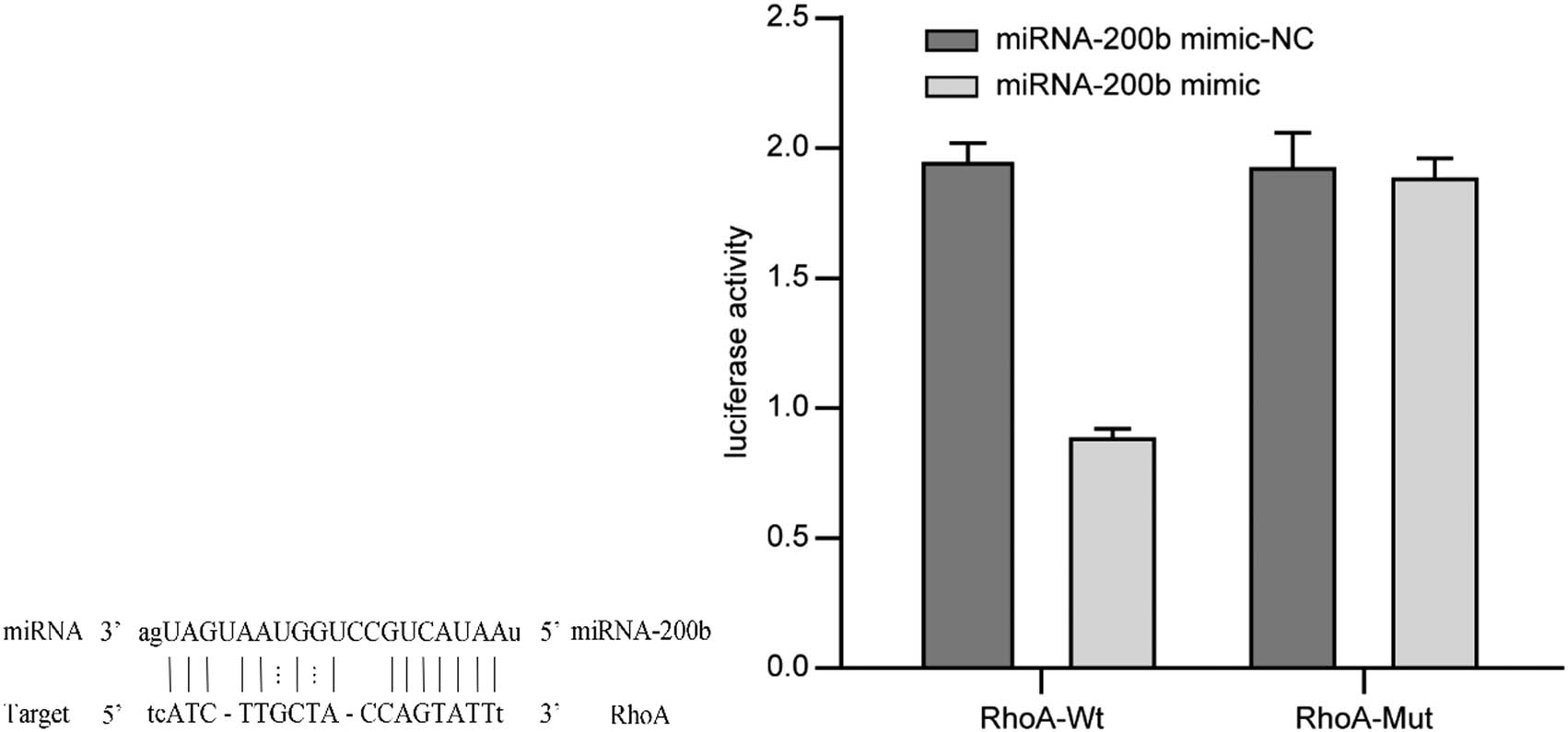 Figure 2 Conservative analysis of miRNA-200b binding sites and activity analysis of luciferase. Note: compared with mimic-NC group, *P < 0.05.