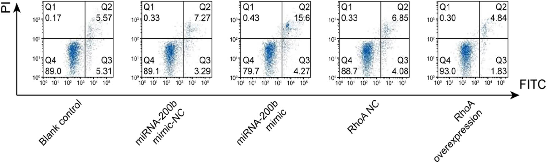 Figure 5 Apoptosis ability of Hela cells after transfection in each group.