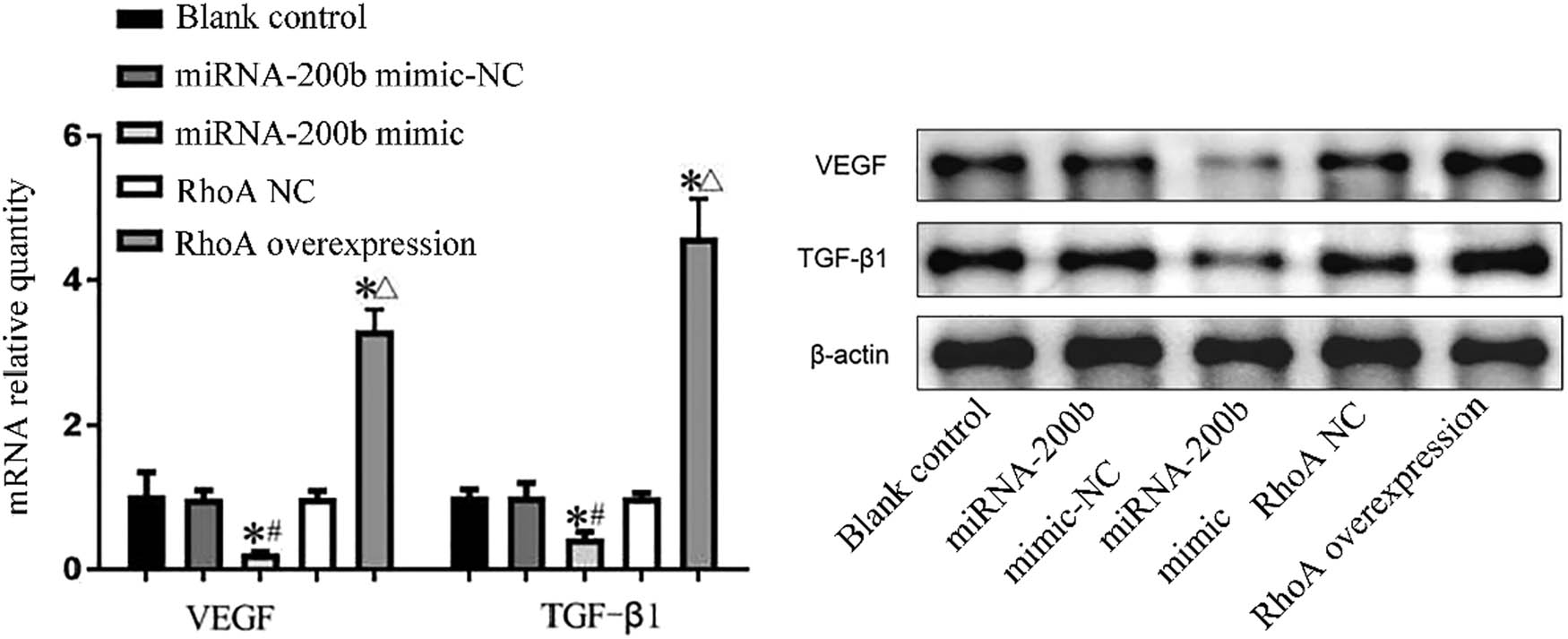 Figure 8 VEGF and TGF-β1 gene mRNA and protein expression levels in each group. Note: compared with blank control group, *P < 0.05; compared with miRNA-200b mimic-NC group, #P < 0.05; and compared with RhoA NC group, ΔP < 0.05.