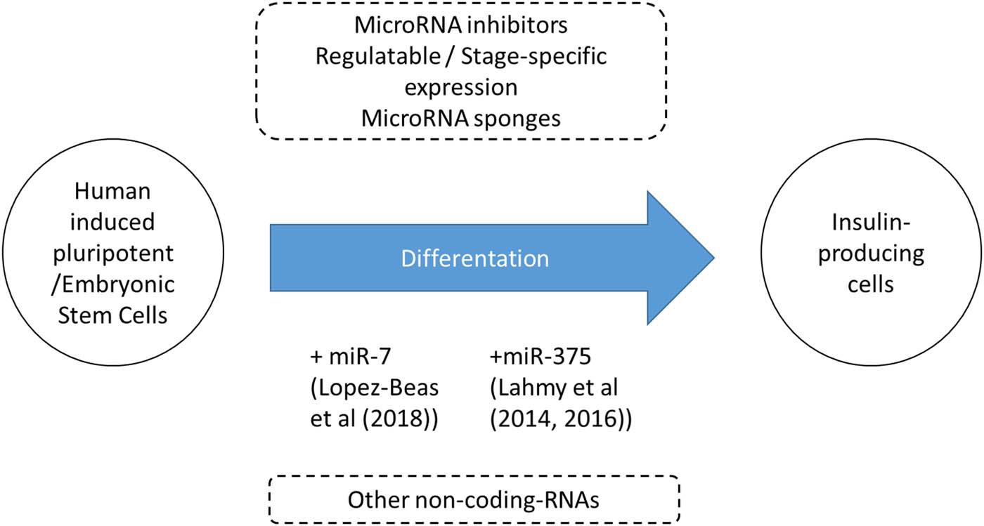 Figure 1 This commentary describes distinct studies (by Lopez-Beas et al and Lahmy et al) that used miR-7 and miR-375 for directed differentiation of stem cells into insulin-producing cells respectively. While innovative, other approaches (in dashed boxes) such as miR inhibitors or other noncoding RNAs can also be used in the future to enhance the β-cell differentiation process.
