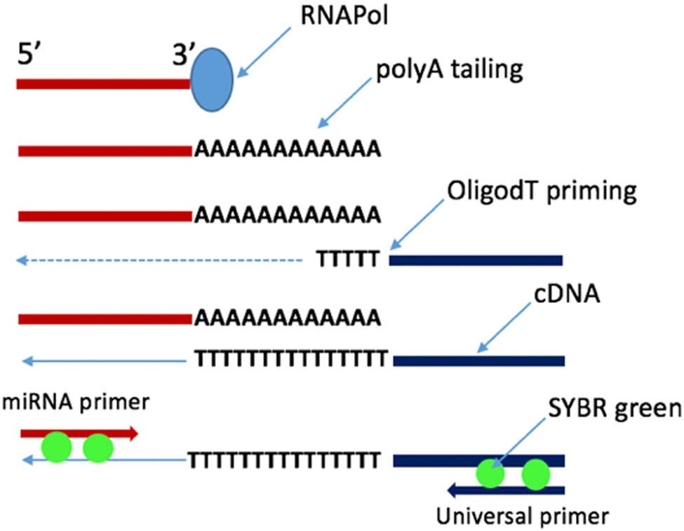 Figure 2 PCR-based miRNA quantification. This synthesizes a first stand cDNA from an RNA sample which is then amplified and quantified by qPCR using an miRNA-specific primer.