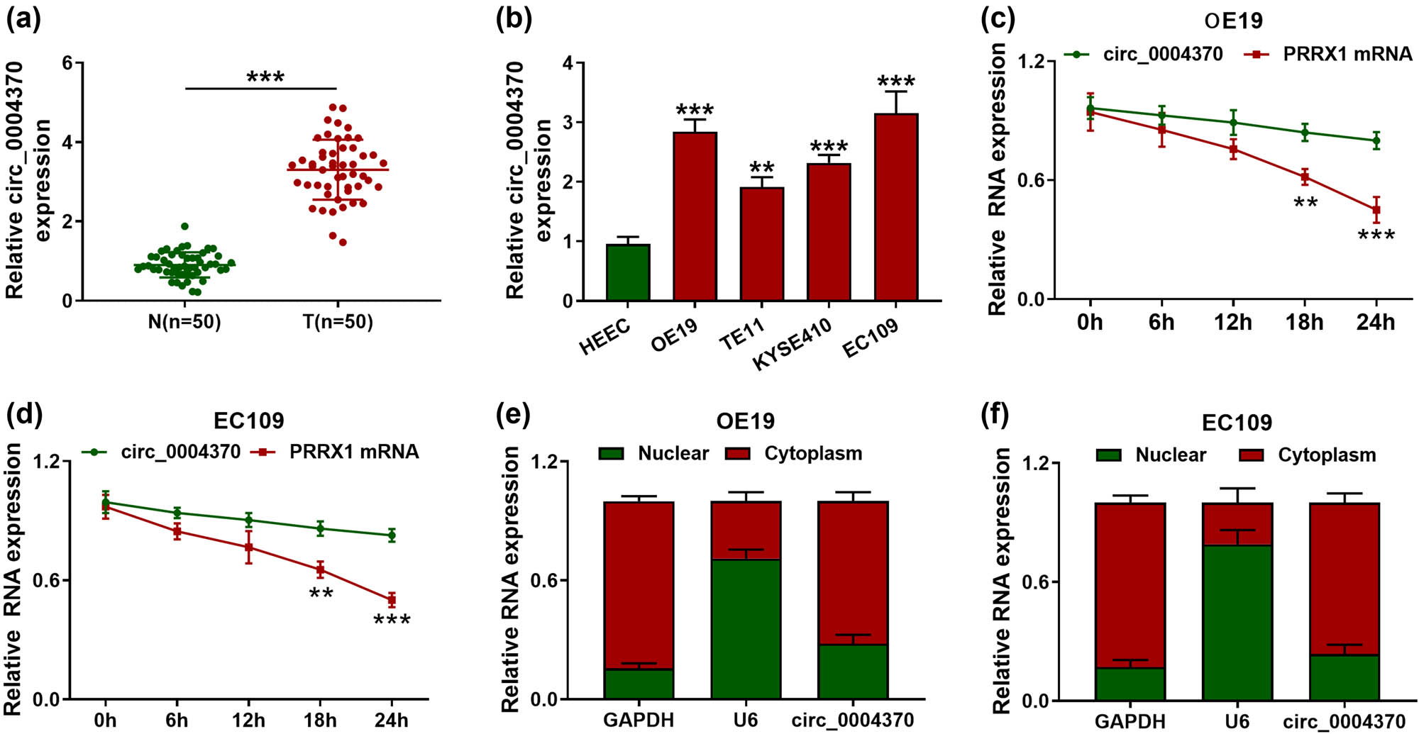 Figure 1 
                  The expression levels of circ_0004370 in EC tissues and cells. (a) Relative expression of circ_0004370 in EC tissues and adjacent normal tissues was detected by RT-qPCR, n = 50. (b) Relative expression of circ_0004370 in OE19, TE11, KYSE410, and EC109 and normal cell HEEC was detected by RT-qPCR. (c) Relative RNA expression of circ_0004370 and PRRX1 mRNA in OE19 cells was detected by RT-qPCR. (d) Relative RNA expression of circ_0004370 and PRRX1 mRNA in EC109 cells was detected by RT-qPCR in different times after treatment of Actinomycin D. (e) Relative RNA expression of circ_0004370 in OE19 cell nucleus and cytoplasm was detected by RT-qPCR. (f) Circ_0004370 distribution in EC109 cells was detected by RT-qPCR. **P < 0.01, ***P < 0.001.