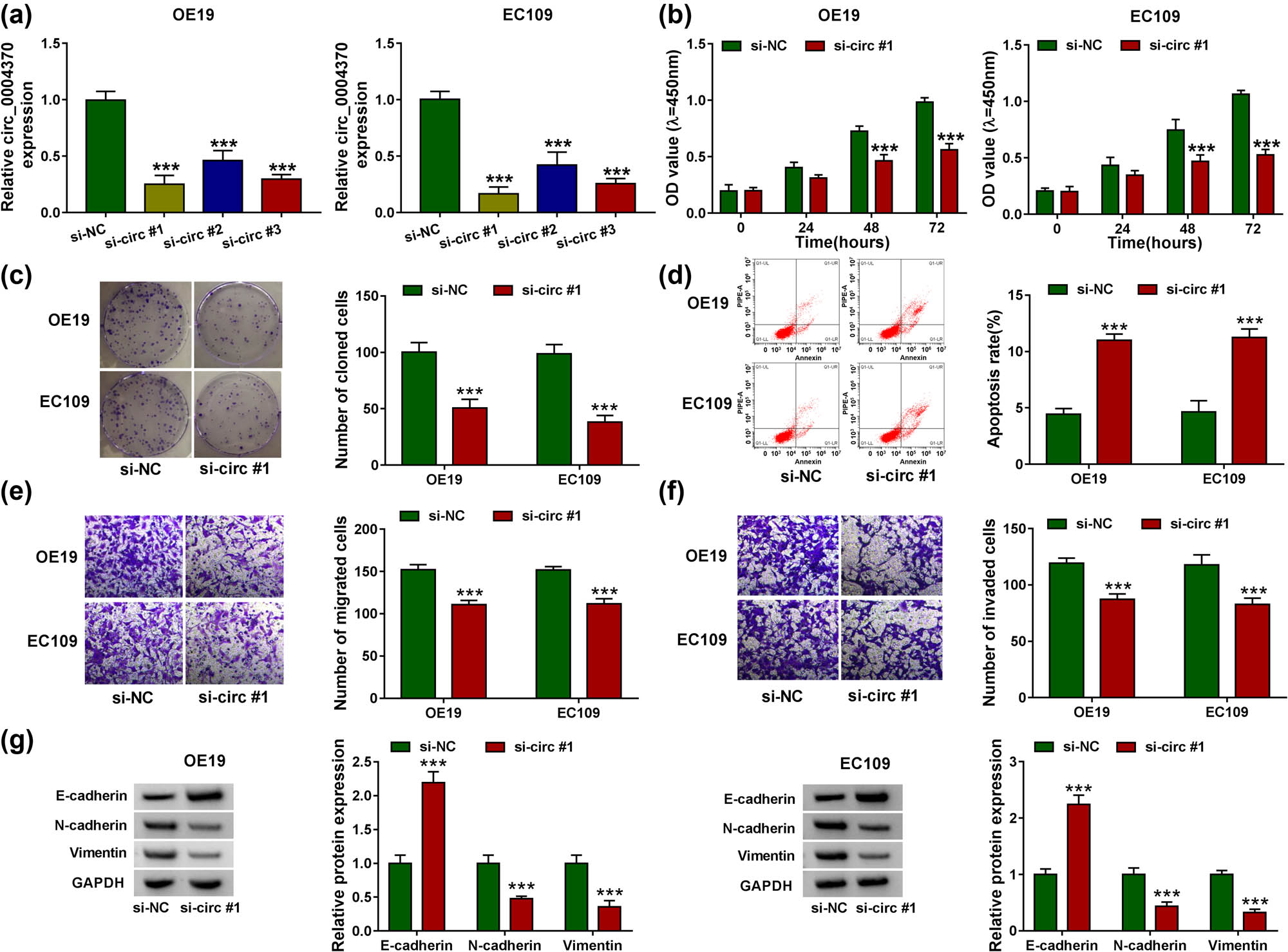 Figure 2 
                  Circ_0004370 regulated EC progression in vitro. (a)The relative expression of circ_0004370 in cells was measured by RT-qPCR after transfected with si-NC, si-circ #1, si-circ #2, and si_circ #3 individually. (b) Cell proliferation of OE19 and EC109 cell lines was evaluated by CCK-8 assay. (c) Cell cloning of OE19 and EC109 cell lines was evaluated by Colony formation assay. (d) Cell apoptosis of OE19 and EC109 cell lines was evaluated by flow cytometry assay. (e and f) Cell migration and invasion of OE19 and EC109 cell lines were analyzed by transwell assay. (g) Relative Protein expression of the EMT marker E-cadherin, N-cadherin, and Vimentin was evaluated by western blot analysis in OE19 and EC109 cells. ***P < 0.001.