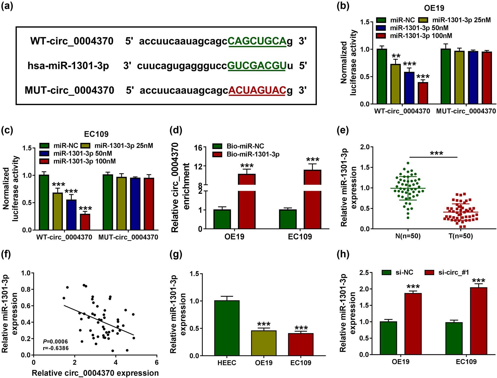 Figure 3 
                  MiR-1301-3p was a direct target of circ_0004370. (a)The binding site of circ_0004370 and miR-145-5p was measured by starBase v2.0. (b–d) The interaction between miR-1301-3p and circ_0004370 in OE19 and EC109 cells was determined by dual-luciferase reporter assay and RNA pull-down assays in OE19 and EC109 cells. (e) Relative miR-1301-3p expression in EC tissues and in adjacent normal tissues was measured by RT-qPCR. (f) The correlation between miR-1301-3p and circ_0004370 levels was measured. (g) Relative miR-1301-3p expression in OE19, EC109, and HEEC cells was detected by RT-qPCR. (h) After transfecting si-NC or si-circ_#1, the expression level of miR-1301-3p was detected by RT-qPCR. ***P < 0.001.
