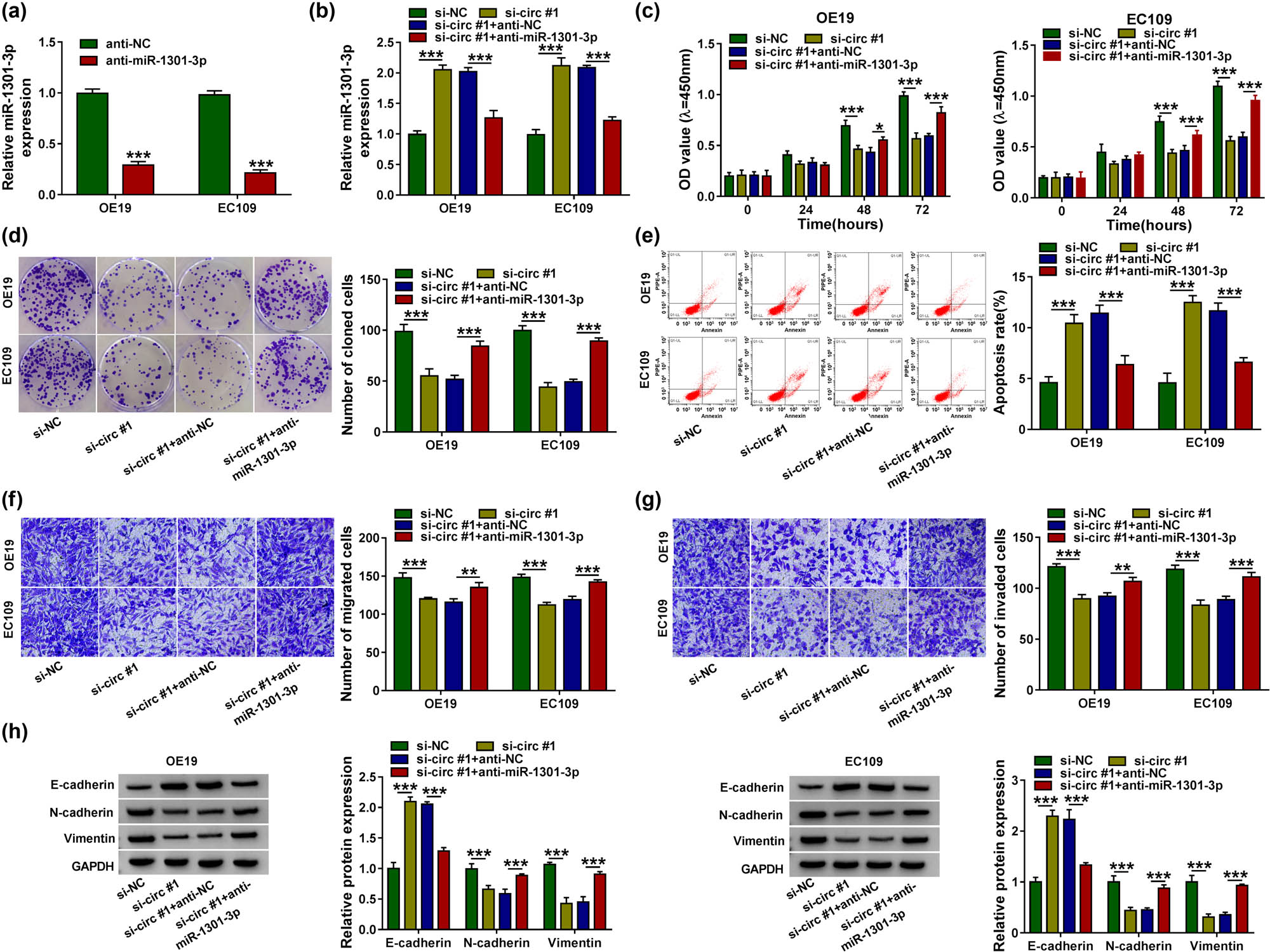 Figure 4 
                  Anti-miR-1301-3p partially rescued the function of circ_0004370 inhibitor. (a) The expression level of miR-1301-3p in cells significantly decreased after inhibition of miR-1301-3p. (b) In OE19 and EC109 cells transfected with si-NC, si-circ #1, si-circ #1 + anti-NC, and si-circ #1 + anti-miR-1301-3p, relative miR-1301-3p expression was detected by RT-qPCR. (c–e) The cell proliferation, cloning, and apoptosis were analyzed by CCK-8, colony formation assay, and flow cytometry. (f and g) The cell migration and invasion were detected by Transwell assay. (h) EMT-related proteins were detected by western blot assay. *P < 0.05, **P < 0.01, ***P < 0.001.