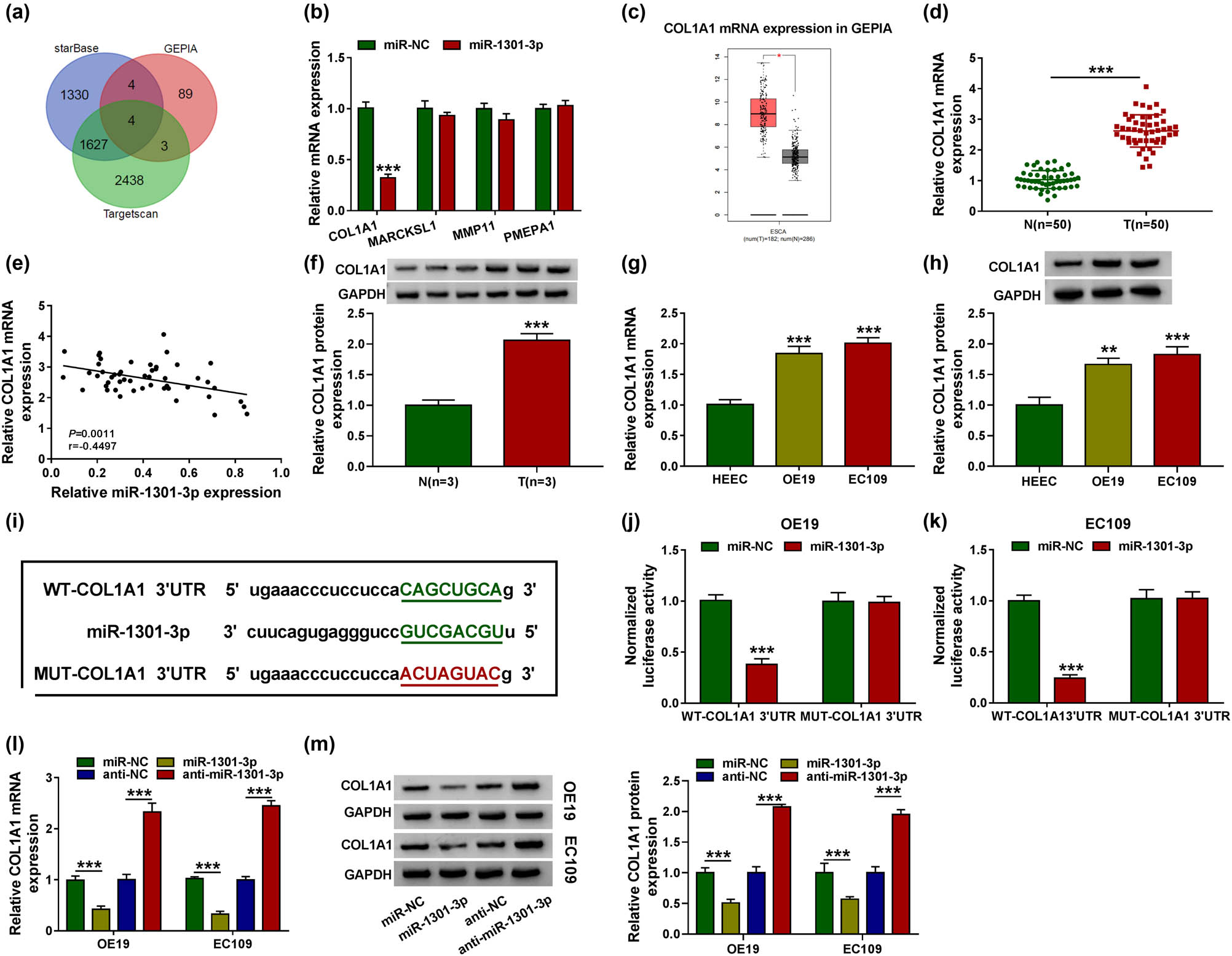 Figure 5 
                  The targeted relationship between miR-1301-3p and COL1A1. (a) Starbase, targetscan, and GEPIA databases were used to predict genes. (b) The mRNA expression level of COL1A1, MARCKSL1, MMP11, and PMEPA1 was detected by RT-qPCR through overexpression of mir-1301-3p. (c) COL1A1 mRNA expression was predicted by GEPIA database. (d) The expression level of COL1A1 was detected by RT-qPCR in EC tissues and adjacent normal tissues. (e) The correlation level between miR-1301-3p and COL1A1 was measured. (f) The COL1A1 expression was detected by western blot analysis. (g and h) The mRNA and protein expression of COL1A1 in EC cells were tested by RT-qPCR and western blot analysis. (i) The binding site of miR-1301-3p and COL1A1 was measured by starBase v2.0. (j and k) The interaction between miR-1301-3p and COL1A1 in OE19 and EC109 cells was determined by dual-luciferase reporter assay. (l and m) The COL1A1 mRNA and protein expression were detected by RT-qPCR and western blot analysis after transfecting with miR-NC, miR-1301-3p, anti-NC, and anti-miR-1301-3p. **P < 0.01, ***P < 0.001.