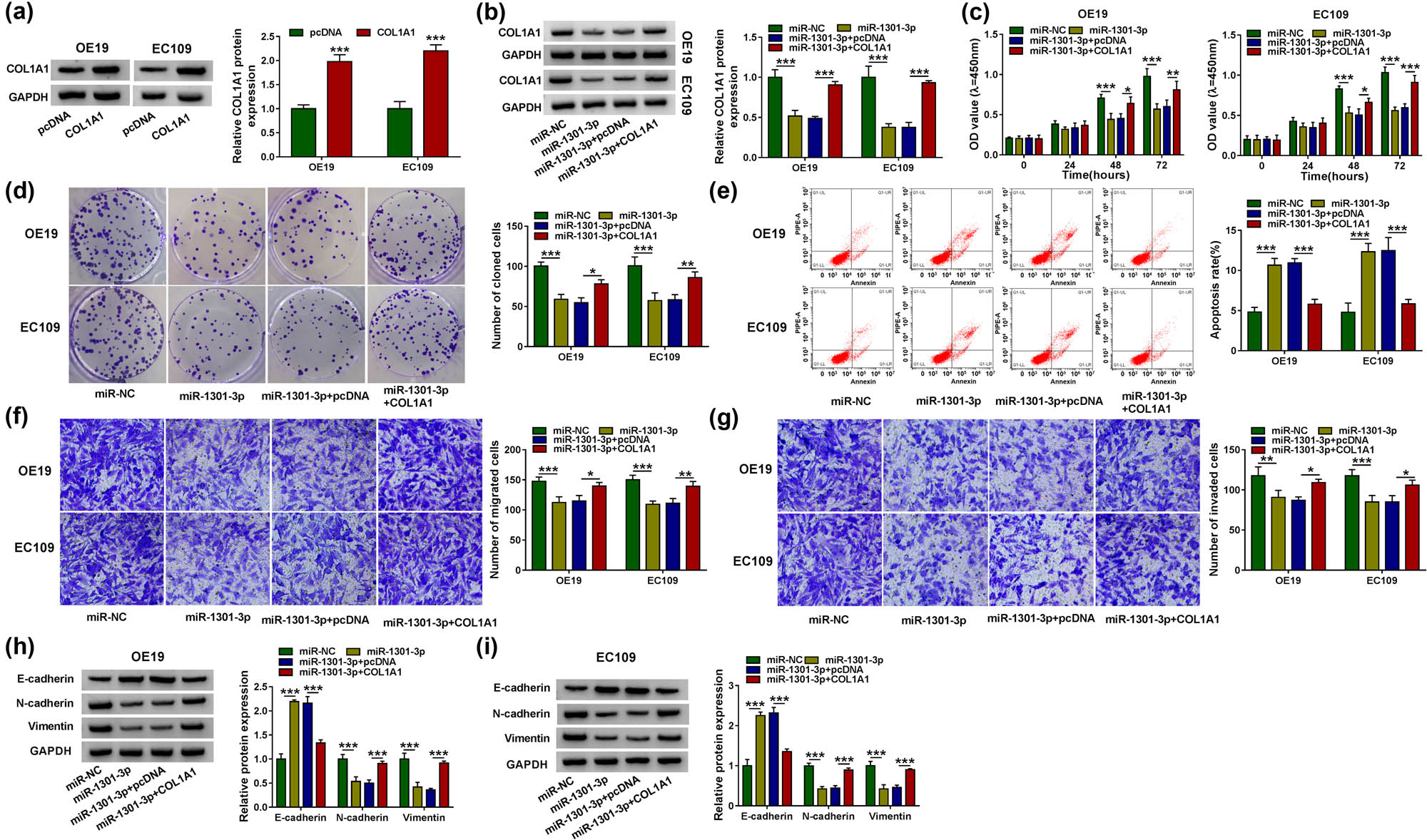 Figure 6 
                  COL1A1 partially rescued the function of miR-1301-3p. (a) The protein expression level of COL1A1 was measured by western blot analysis in OE19 and EC109 cells. (b) OE19 and EC109 cells were transfected with miR-NC, miR-1301-3p, miR-1301-3p + pcDNA, or miR-1301-3p + COL1A1, individually. And relative COL1A1 protein level was detected by western blot analysis. (c–e) The cell proliferation, cloning, and apoptosis were analyzed by CCK-8, colony formation assay, and flow cytometry. (f and g) The cell migration and invasion were measured by Transwell assay after transfecting with miR-NC, miR-1301-3p, miR-1301-3p + pcDNA, or miR-1301-3p + COL1A1. (h and i) EMT marker proteins E-cadherin, N-cadherin, and Vimentin in OE19 and EC109 cells were detected by western blot analysis. *P < 0.05, **P < 0.01, ***P < 0.001.