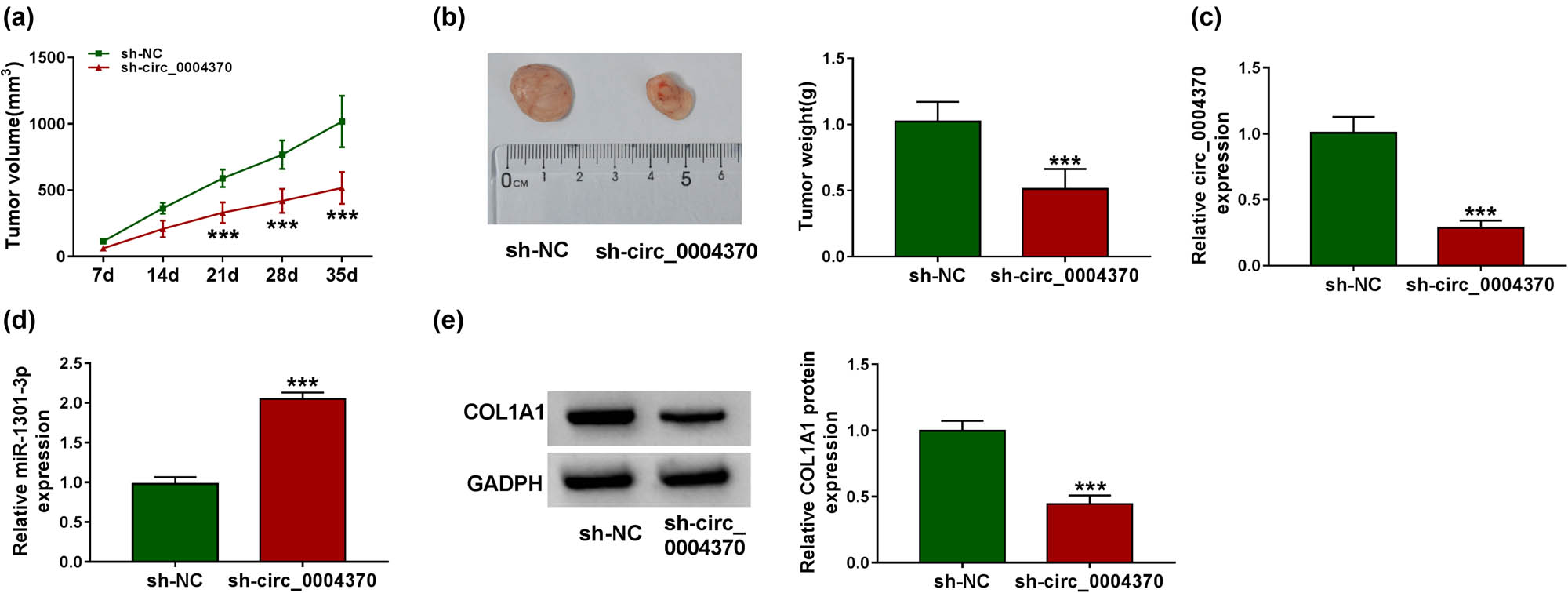 Figure 7 
                  Silencing of circ_0004370 reduced tumor volumes and weights in vivo. (a) The tumor volume in the tumor xenograft model after transfecting with the sh-circ_0004370 was measured. (b) The tumor weight in the tumor xenograft model after transfecting with the sh-circ_0004370 was measured. (c) The expression level of circ_0004370 was detected by RT-qPCR when EC tissues were transfected by sh-NC or sh-circ_0004370. (d) The expression level of miR-1301-3p was measured after transfecting with the sh-circ_0004370. (e) The COL1A1 protein expression level was detected by western blot analysis in sh-circ_0004370 group and sh-NC group. ***P < 0.001.