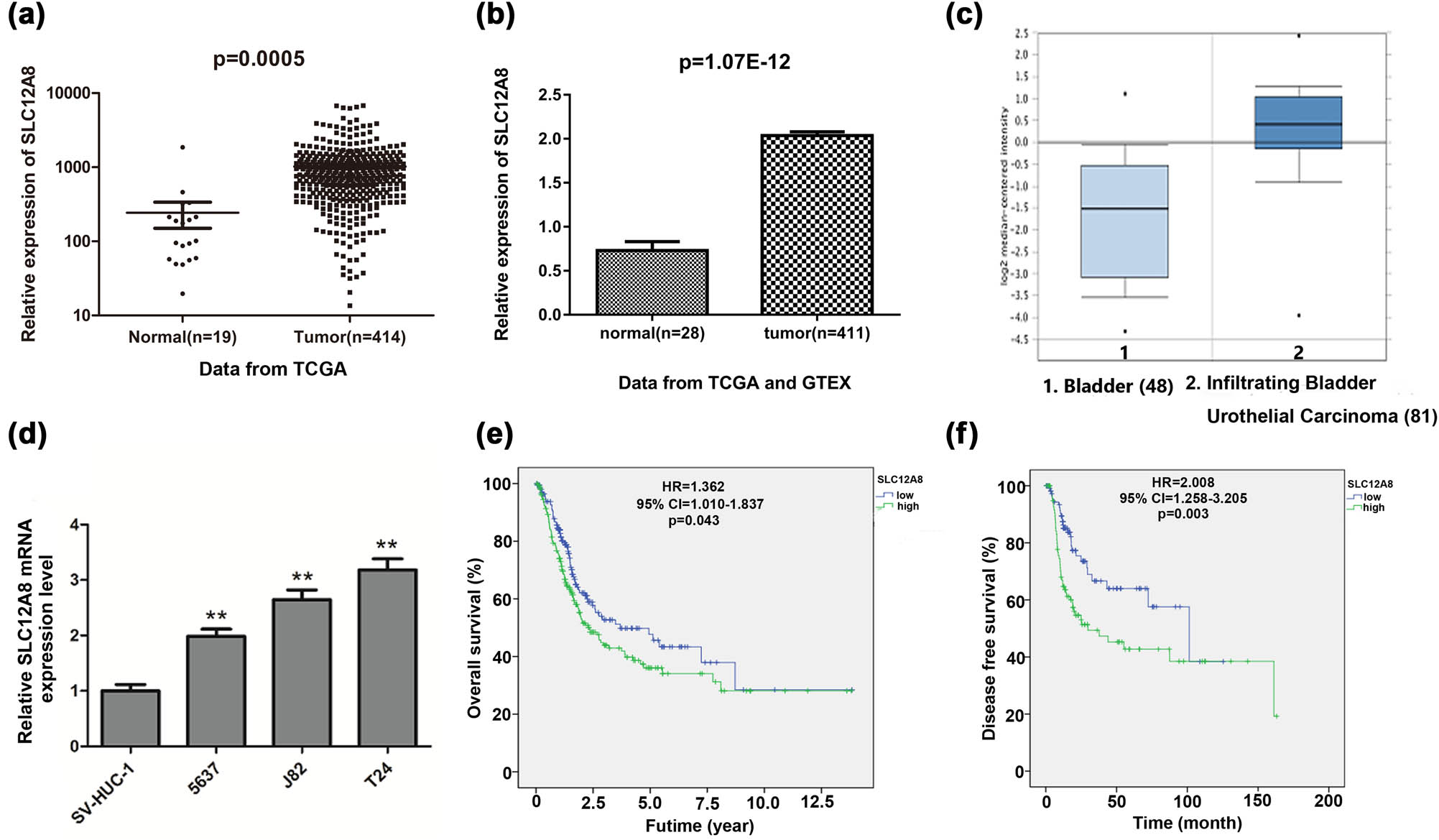 Figure 1
Expression of SLC12A8 in bladder cancer and its prognostic value. (a) SLC12A8 expression level was remarkably higher in bladder cancer tissues (n = 414) than that in normal tissues (n = 19) based on data from the TCGA database, p = 0.0005. (b) Data from TCGA and GTE
X
showed that SLC12A8 was significantly upregulated in bladder cancer samples (n = 411) than that in normal samples (n = 28), p = 1.07 × 10−12. (c) SLC12A8 expression was meaningfully higher in infiltrating bladder urothelial carcinoma (n = 81) compared with normal bladder (n = 48) in the Oncomine dataset, p < 0.0001. (d) SLC12A8 expression in (5637, J82, and T24) cell lines was higher than normal control cells (SV-HUC-1), **p < 0.01. (e) Kaplan–Meier analysis showed the bladder cancer patients’ survival with unequal SLC12A8 expression level, p = 0.043. (f) Kaplan–Meier analysis showed that high expression of SLC12A8 led to the worse disease-free survival in patients with bladder cancer, p = 0.003.