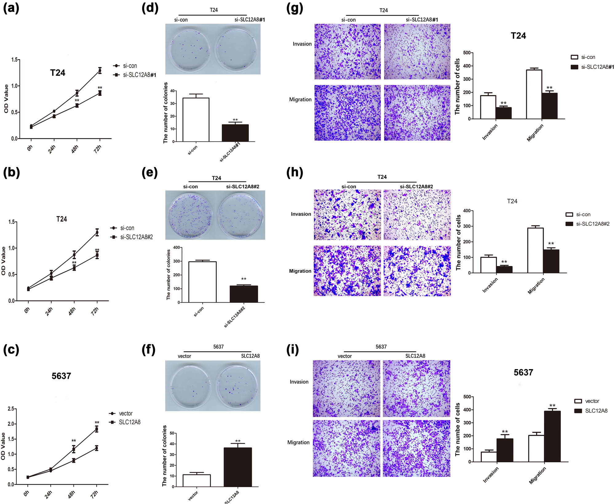 Figure 3
SLC12A8 knockdown or upregulation affected the growth of bladder cancer cells. (a) The proliferation of T24 cells with downregulated SLC12A8 detected by CCK8, **p < 0.01. (b) The proliferation of T24 cells was examined by CCK8 after knockdown of SLC12A8 by si-SLC12A8#2, **p < 0.01. (c) The proliferation of 5,637 cells with upregulation of SLC12A8 detected by CCK8, **p < 0.01. (d) The plate cloning experiments showed that the proliferation rate of T24 cells in the si-SLC12A8#1 group was remarkably reduced compared with the si-con group, **p < 0.01. (e) Knockdown of SLC12A8 by si-SLC12A8#2 reduced the colony formation ability of T24 cells, **p < 0.01. (f) The plate cloning experiments showed that the proliferation rate of 5,637 cells in the pcDNA3.1-SLC12A8 group was notably promoted compared with vector group, **p < 0.01. (g) Knockdown of SLC12A8 by si-SLC12A8#1 repressed the invasion and migration of T24 cells, **p < 0.01. (h) The invasion and migration abilities of T24 cells were inhibited by si-SLC12A8#2 treatment, **p < 0.01. (i) Upregulation of SLC12A8 enhanced the invasion and migration of 5,637 cells, **p < 0.01.
