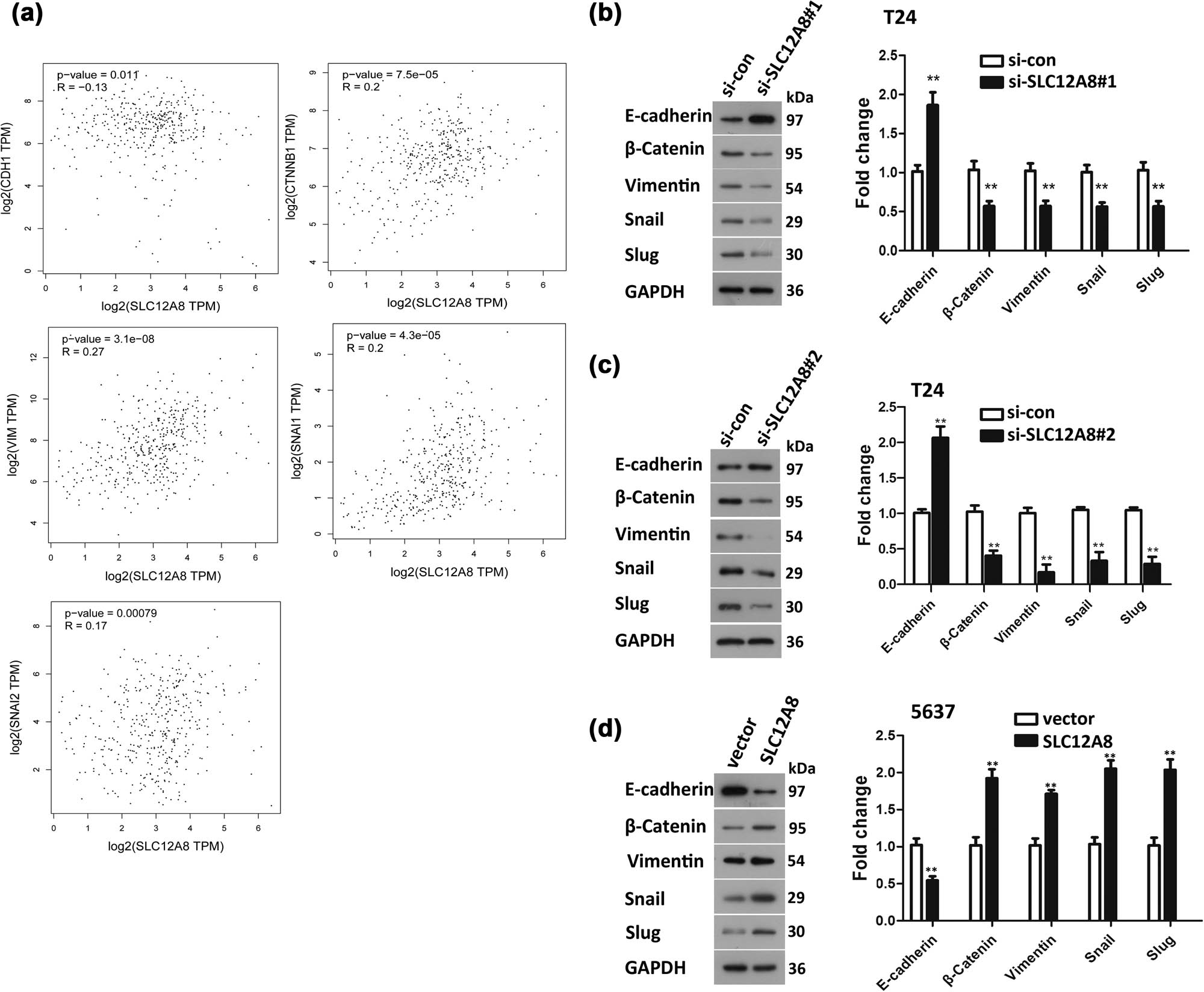 Figure 4
EMT mediated the function of SLC12A8 in regulating bladder cancer. (a) The correlation between SLC12A8 and EMT markers was analyzed in GEPIA website by Pearson correlation coefficient. (b and c) The expression of EMT protein markers in T24 cells was detected by western blotting after depletion of SLC12A8 by si-SLC12A8#1 or si-SLC12A8#2, **p < 0.01. (d) The expression of EMT protein markers in 5637 cells was examined by western blotting with upregulation of SLC12A8, **p < 0.01.