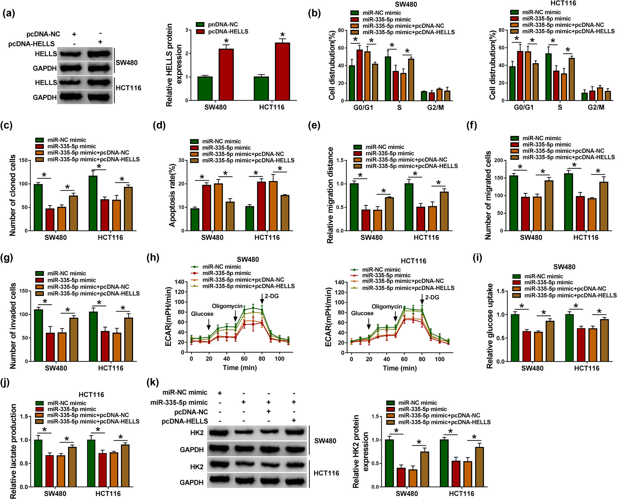 Figure 6 
                  miR-335-5p restoration suppressed CRC development in vitro by targeting HELLS. (a) The efficiency of HELLS overexpression was examined using western blot. (b) Cell cycle progression, (c) the ability of colony formation, (d) cell apoptosis, (e and f) cell migration, (g) cell invasion, (h) glycolysis metabolism, (i and j) the levels of glucose uptake and lactate production, and (k) the expression of HK2 in SW480 and HCT116 cells transfected with miR-335-5p mimic, miR-NC mimic, miR-335-5p mimic + pcDNA-HELLS or miR-335-5p mimic + pcDNA-NC were examined using flow cytometry assay, colony formation assay, flow cytometry assay, wound healing assay, transwell assay, glycolysis stress test, detection kits and western blot. *P < 0.05.
               