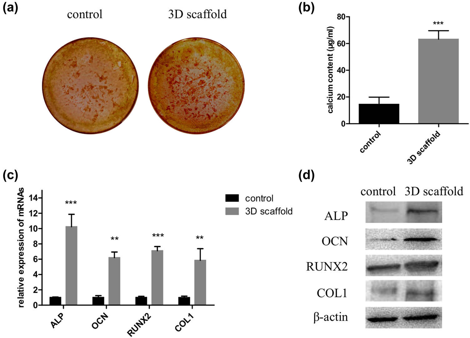Figure 2 
                  The 3D scaffold promotes osteogenic differentiation of hADMSCs. Cells were seeded in a 2D culture plate (control) and the 3D scaffold (test) to induce osteogenesis; then, they were digested and collected for ARS staining (a), calcium concentration analyses (b), and detection of relative mRNA (c) and protein levels of ALP, OCN, RUNX2, and COL1 (d) (n = 3 in each experiment). 3D, three-dimensional; 2D, two-dimensional; ARS, Alizarin red S. **P < 0.01 and ***P < 0.001.
               