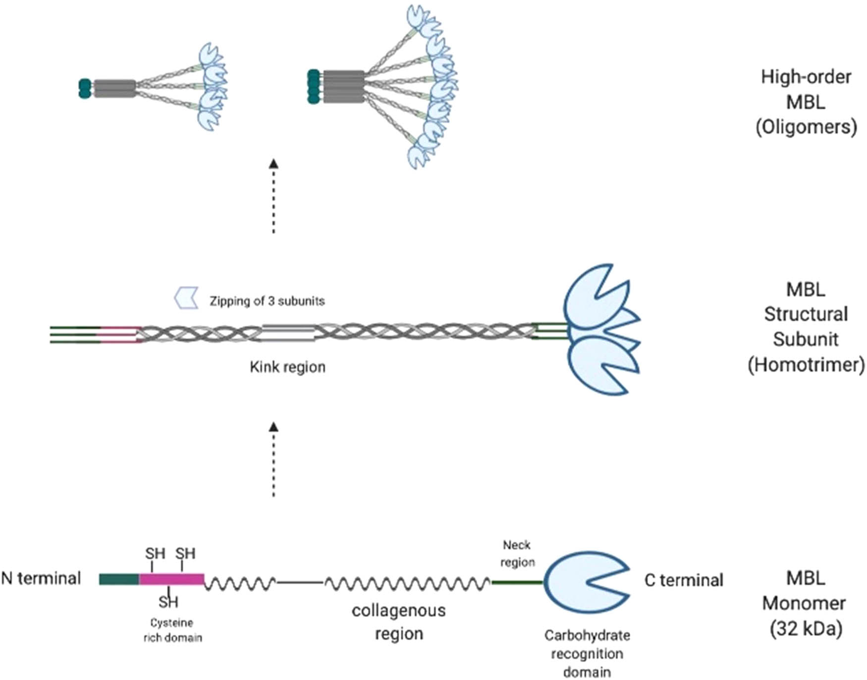 Figure 1 
               Structure and assembly of MBL (modified from ref. [113]).
            