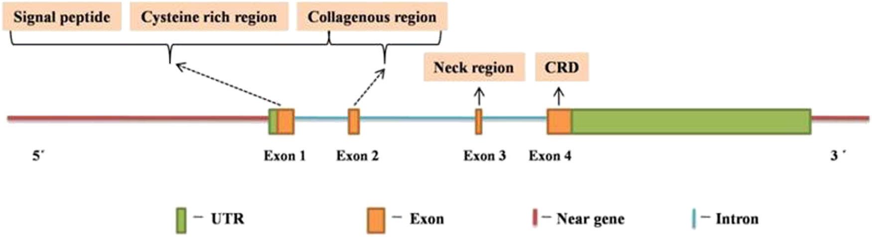 Figure 2 
               Structure of MBL2 (modified from ref. [114]).
            