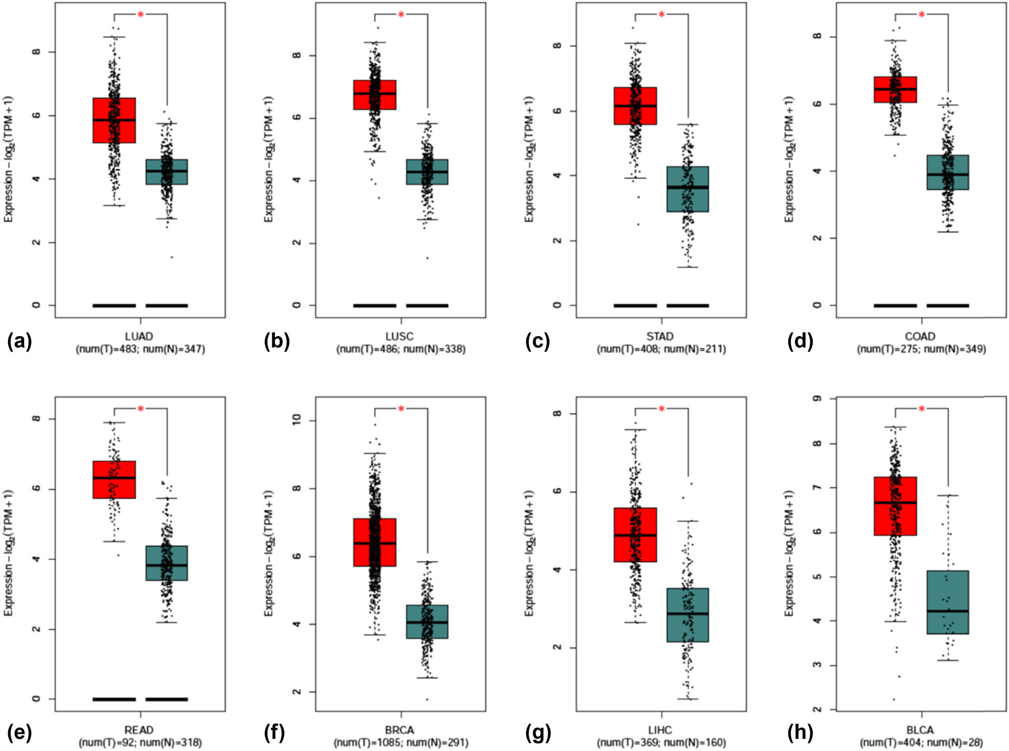 Figure 2 
                  Scatter plot of KPNA2 mRNA expression between paired normal tissue and cancer tissue. (a) Lung adenocarcinoma, (b) lung squamous cell carcinoma, (c) gastric cancer, (d) colon cancer, (e) Rectal cancer, (f) breast cancer, (g) hepatocellular carcinoma, (h) bladder cancer.
               