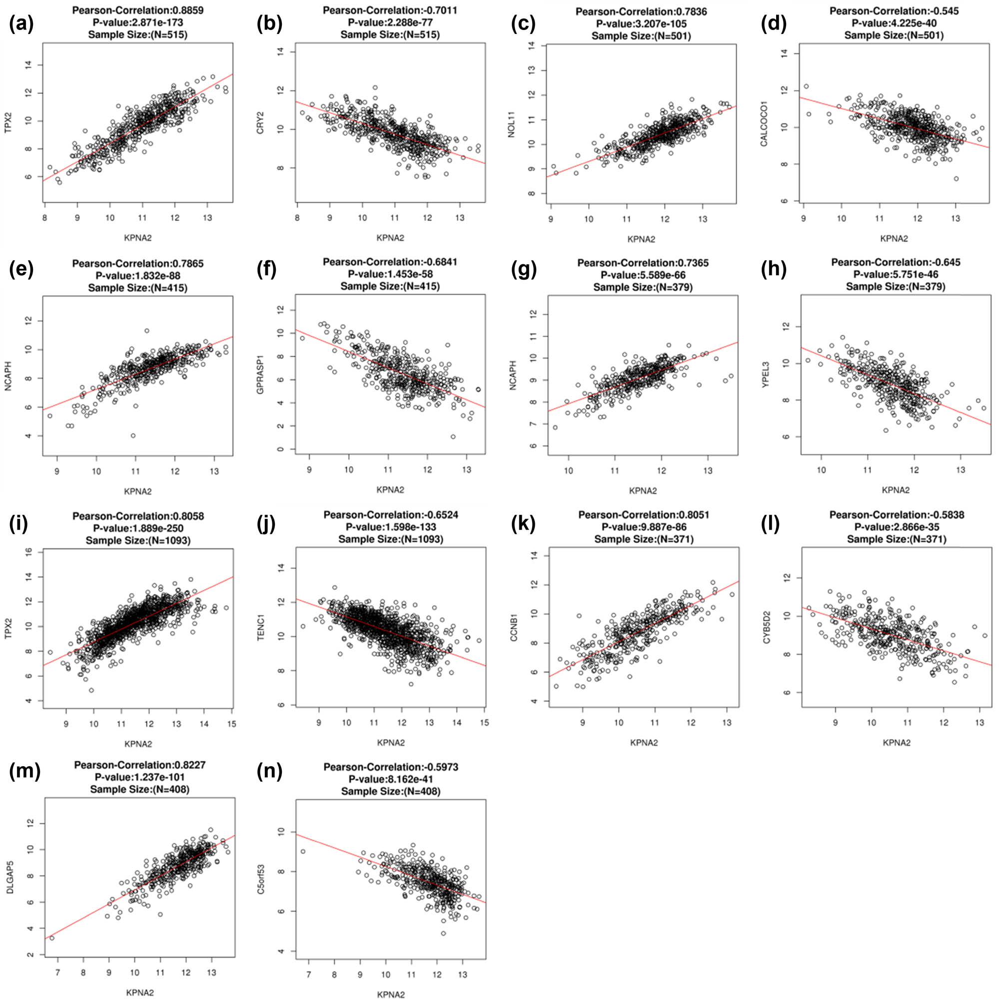 Figure 7 
                  The top positive and negative correlated genes with KPAN2 in six major cancers. (a) Positive co-expressed genes with KPAN2 in lung adenocarcinoma, (b) negative co-expressed genes with KPAN2 in lung adenocarcinoma, (c) positive co-expressed genes with KPAN2 in lung squamous carcinoma, (d) negative co-expressed genes with KPAN2 in lung squamous carcinoma, (e) positive co-expressed genes with KPAN2 in gastric cancer, (f) negative co-expressed genes with KPAN2 in gastric cancer, (g) positive co-expressed genes with KPAN2 in colorectal cancer, (h) negative-expressed genes with KPAN2 in colorectal cancer, (i) positive co-expressed genes with KPAN2 in breast cancer, (j) negative co-expressed genes with KPAN2 in breast cancer, (k) positive co-expressed genes with KPAN2 in liver hepatic cancer, (l) negative co-expressed genes with KPAN2 in breast cancer, (m) positive co-expressed genes with KPAN2 in bladder cancer, (n) negative co-expressed genes with KPAN2 in bladder cancer.
               