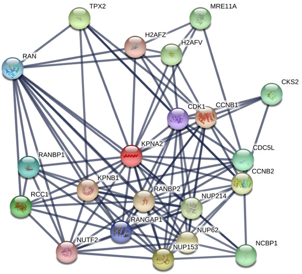 Figure 8 
                  The PPI network included KPNA2 and relevant genes
               