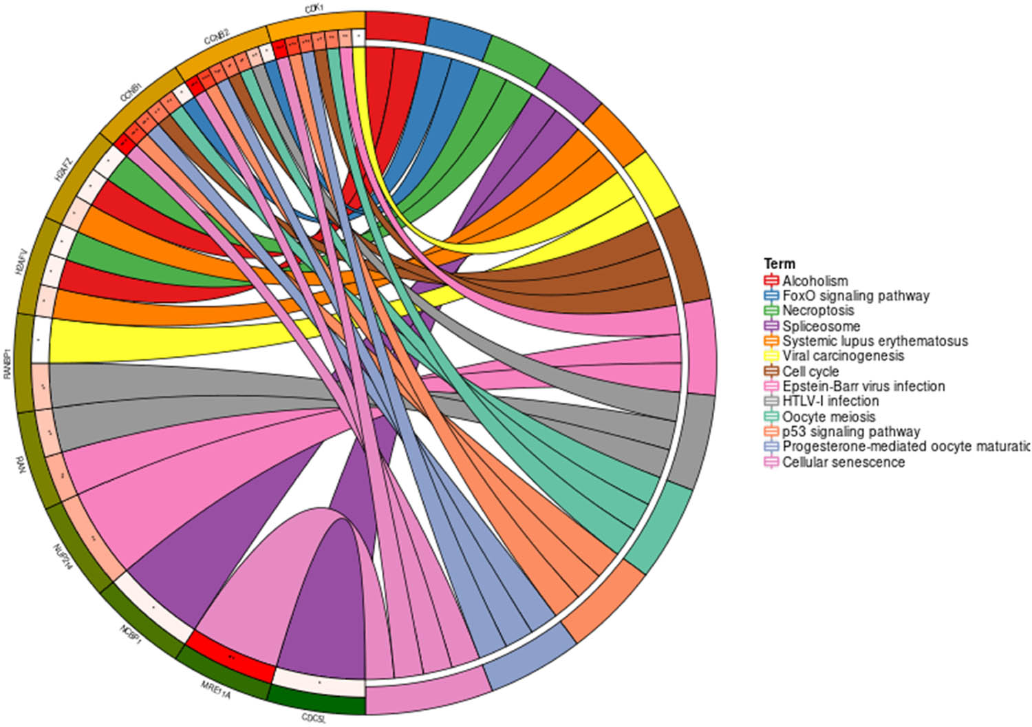 Figure 9 
                  Circus plot of KEGG pathway enrichment of genes that are relevant to KPNA2
               