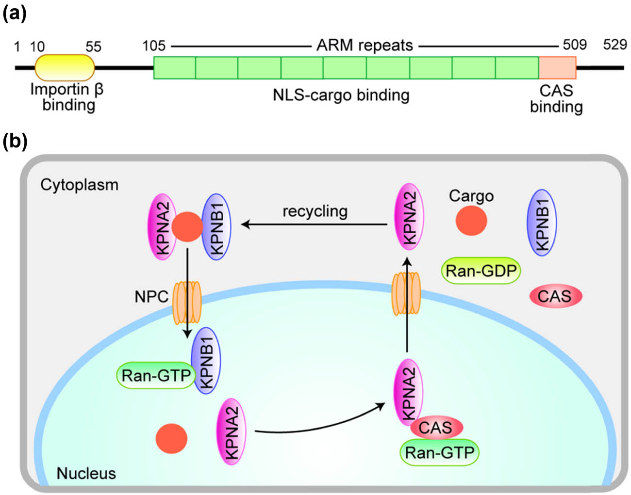 Figure 14 
               A diagrammatic representation of KPNA2 protein structure (a) and the molecular mechanism of KPNA2 nucleoplasmic recirculation (b). (a) The N-terminus is the Importin β (KPNB1) binding domain, ensuring that KPNA2 can only be translocated into the nucleus while simultaneously combining KPNB1 and cargo protein. The central region consists of 10 armadillo (ARM) repeats, including two NLS-cargo binding sites. The last ARM repeat mediates CAS binding. (b) KPNB1 brings a complex of KPNA2 and Cargo protein into the nucleus via NPC and binds to RanGTP to release KPNA2 and cargo proteins into the nucleus. Then KPNB1 returns directly to the cytoplasm. KNPA2 returns to the cytoplasm with the help of another transporter, CAS, for the next cycle.
            