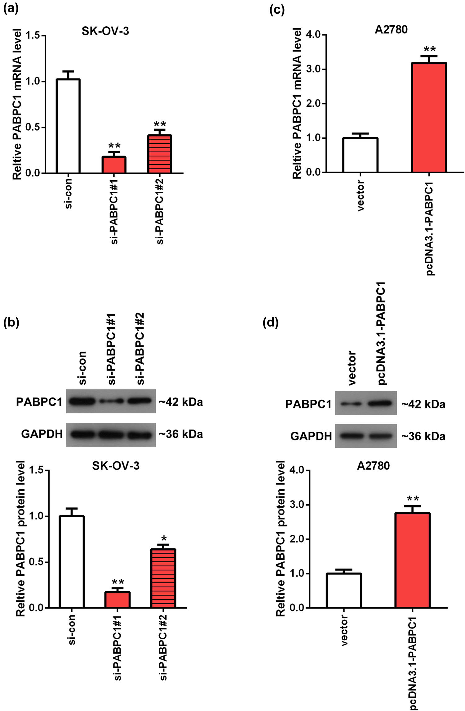 Figure 2 
                  Detection of knockdown and overexpression of PABPC1 efficacy. The mRNA (a and c) and protein (b and d) levels of PABPC1 in SK-OV-3 (a and b) and A2780 (c and d) cells were tested using RT-qPCR (a and c) and Western blot (b and d) analyses. SK-OV-3 cells were transfected with si-PABPC1#1, si-PABPC1#2 and si-con. A2780 cells were transfected with pcDNA3.1-PABPC1 and pcDNA3.1 empty vector. **P < 0.01 vs si-con or vector group.
               