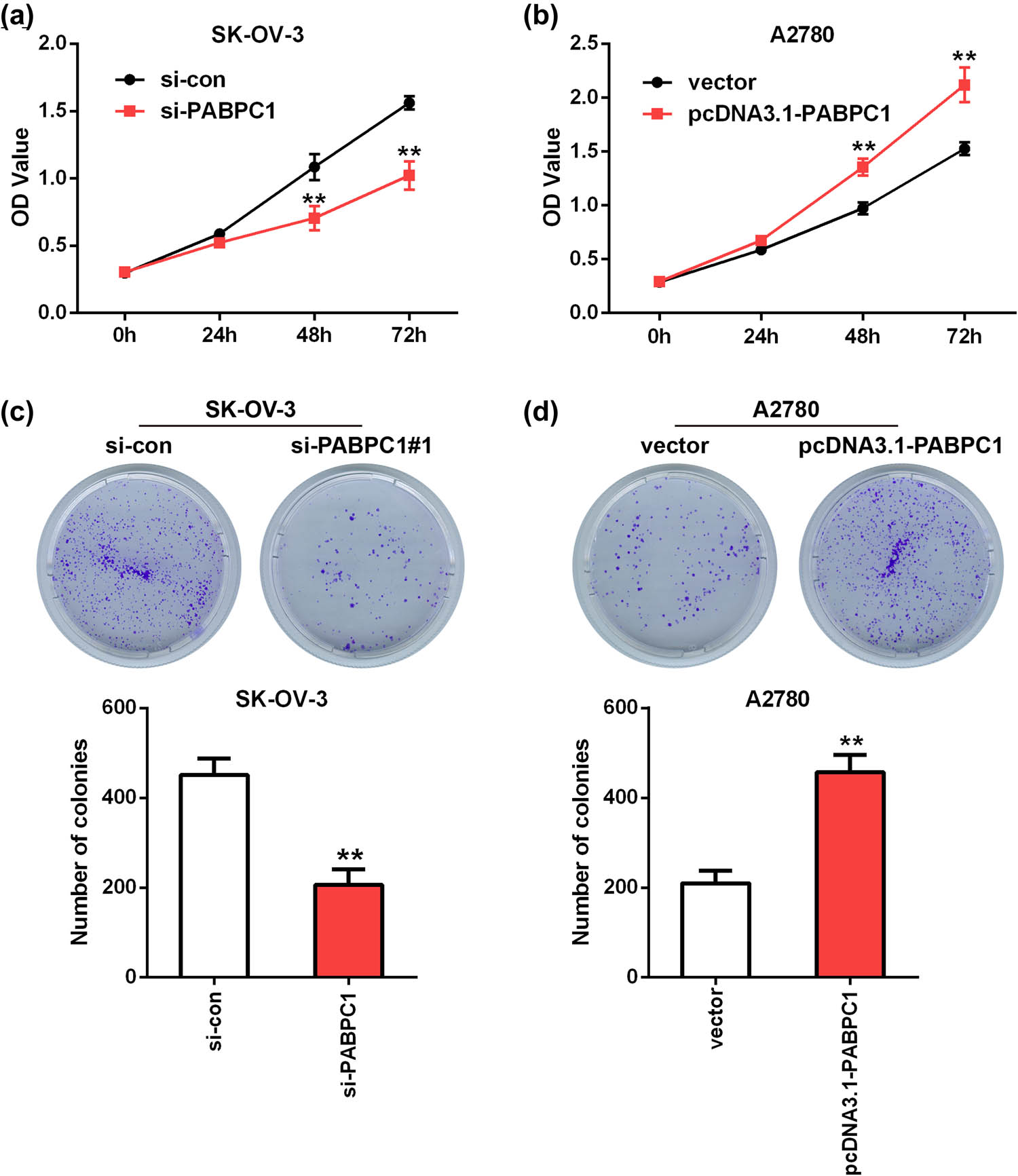 Figure 3 
                  Influences of knockdown and overexpression of PABPC1 on proliferation. The SK-OV-3 cells proliferative (a) and clonogenic (c) capacities were detected utilizing CCK-8 (a) and clone formation (c) assays after depletion of PABPC1. The A2780 cells proliferative (b) and clonogenic (d) capacities were detected utilizing CCK-8 (b) and clone formation (d) assays after upregulation of PABPC1. **P < 0.01 vs si-con or vector group.
               