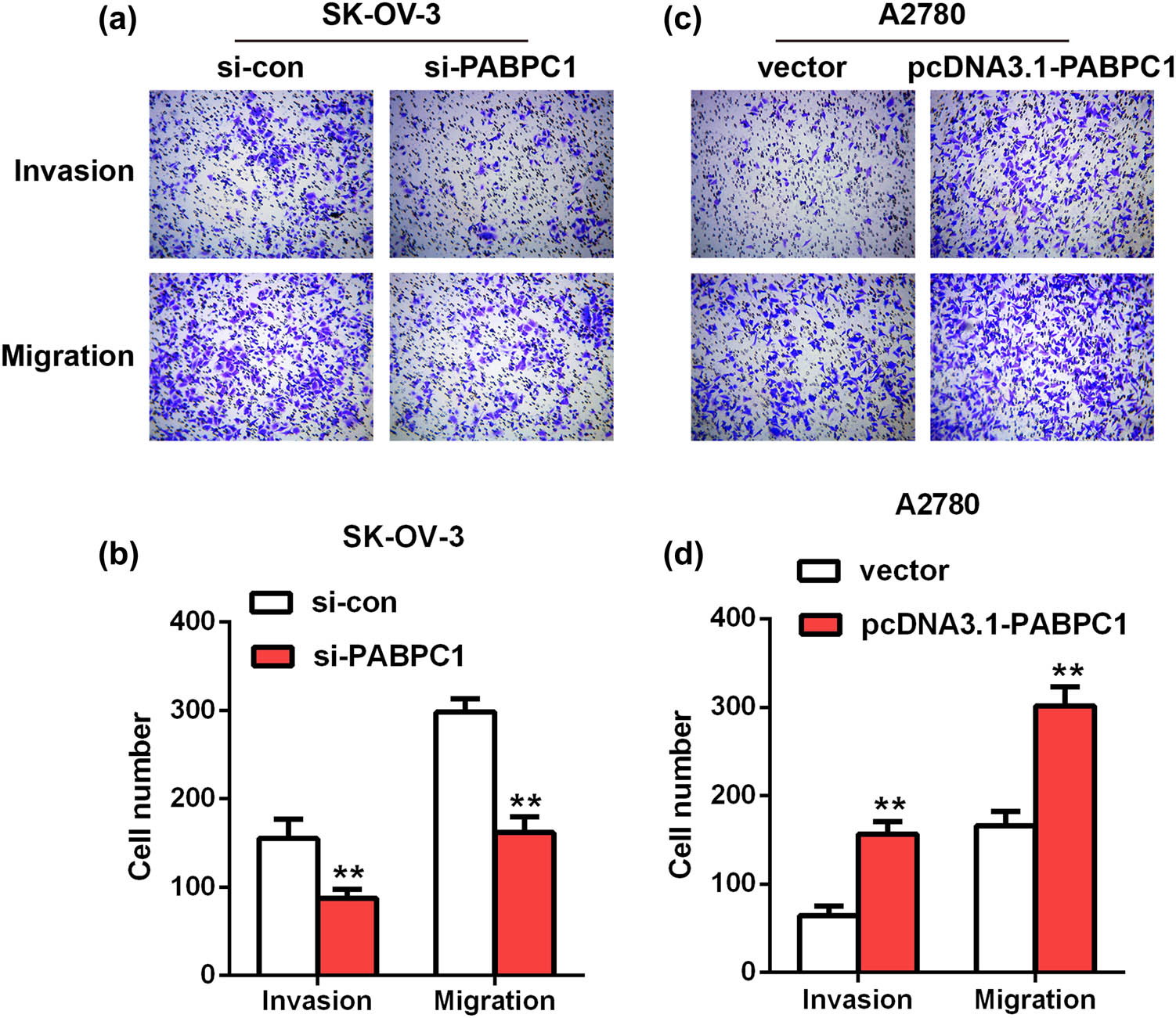 Figure 4 
                  Impacts of downregulation and upregulation of PABPC1 on invasion and migration. The impacts of PABPC1 knockdown on SK-OV-3 cells (a and b) and the impacts of PABPC1 overexpression on A2780 cells (c and d) invasion and migration were measured by Transwell assays.**P < 0.01 vs si-con or vector group.
               