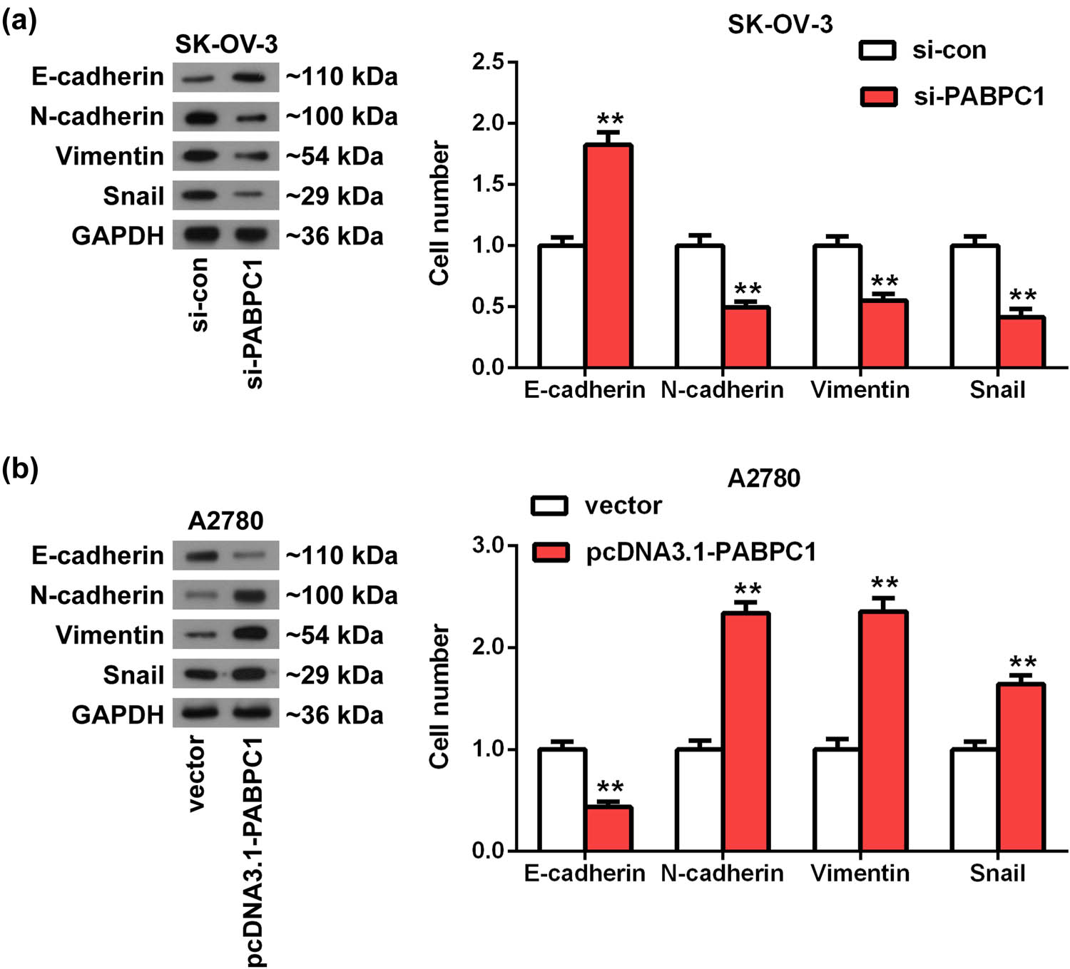 Figure 5 
                  PABPC1 regulated the EMT process. (a and b) Western blot was employed to evaluate the effects of PABPC1 knockdown (a) and PABPC1 overexpression (b) on the protein expression of EMT-related markers in SK-OV-3 (a) and A2780 (b) cells. **P < 0.01 vs si-con or vector group.
               